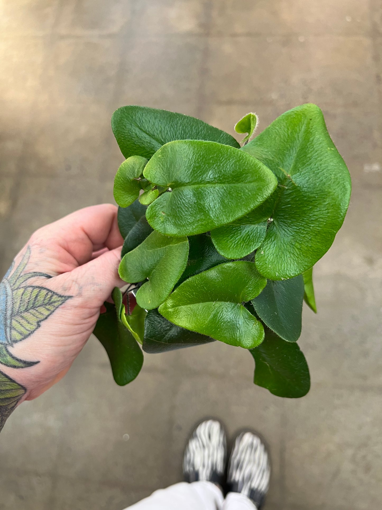 Hemionitis Arifolia / Heart Fern