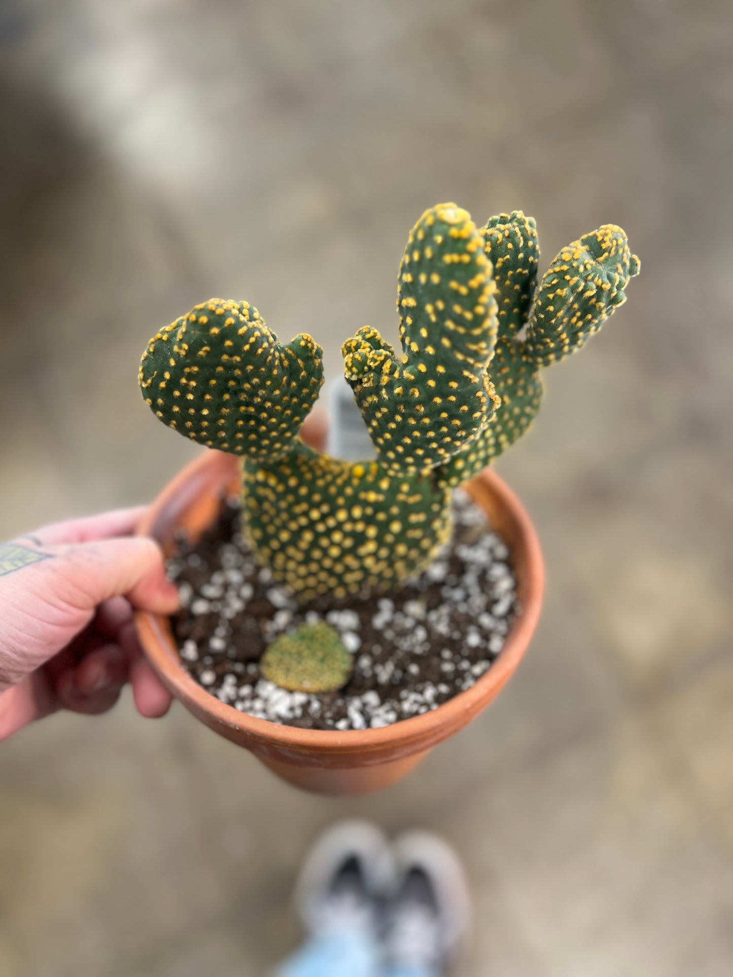 Sandstone cactus