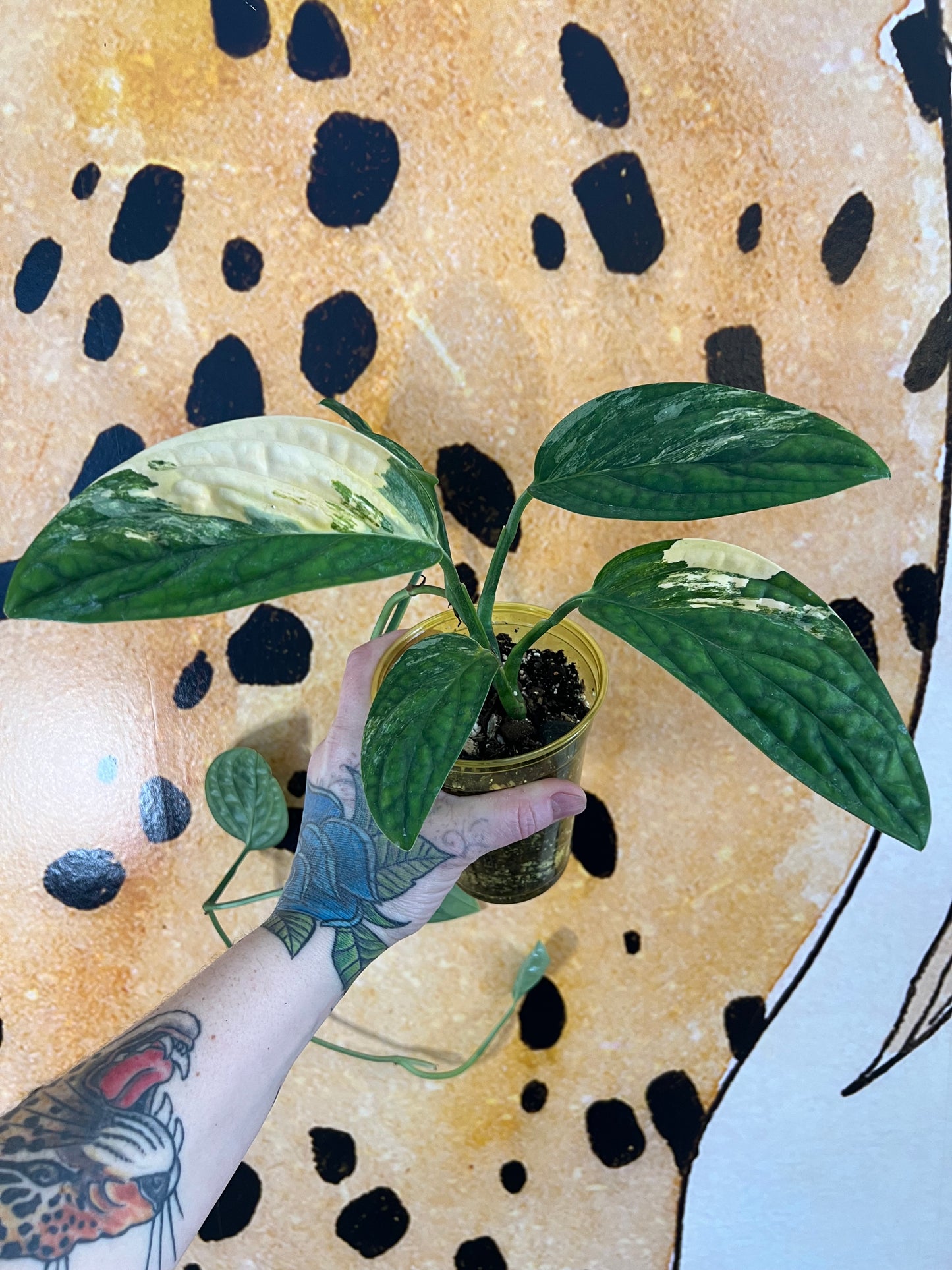 Monstera Peru Variegated