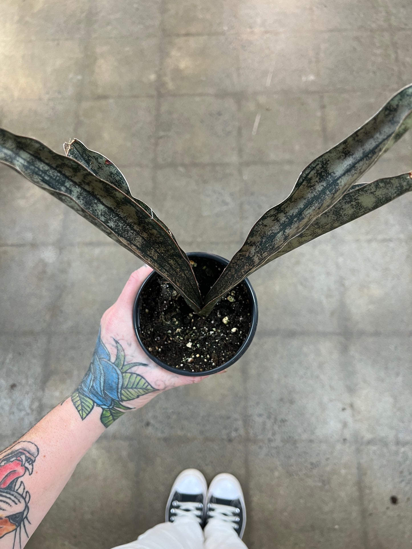 Sansevieria Coppertone