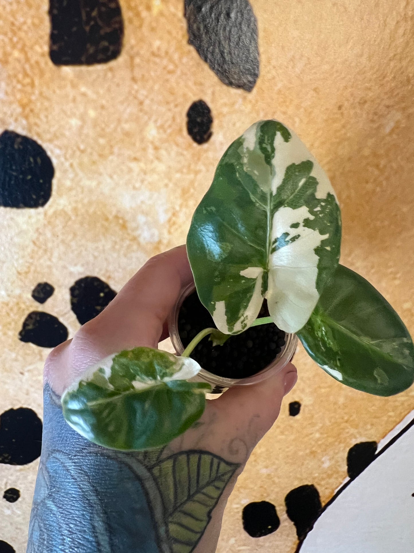 Alocasia Apaloosa Gold