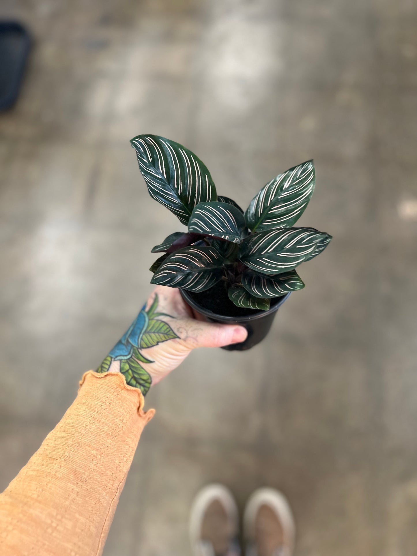 Calathea Ornata