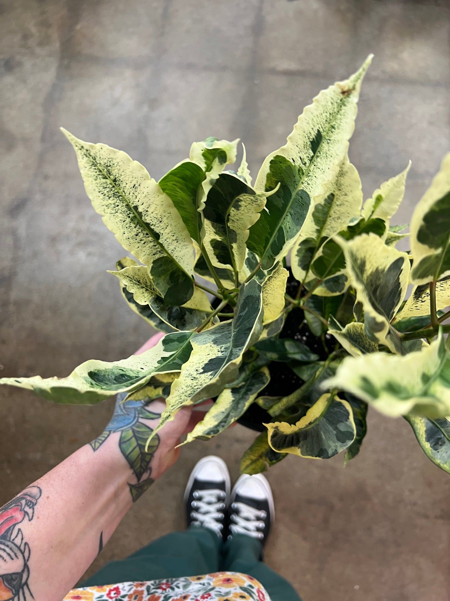 Croton Tamara