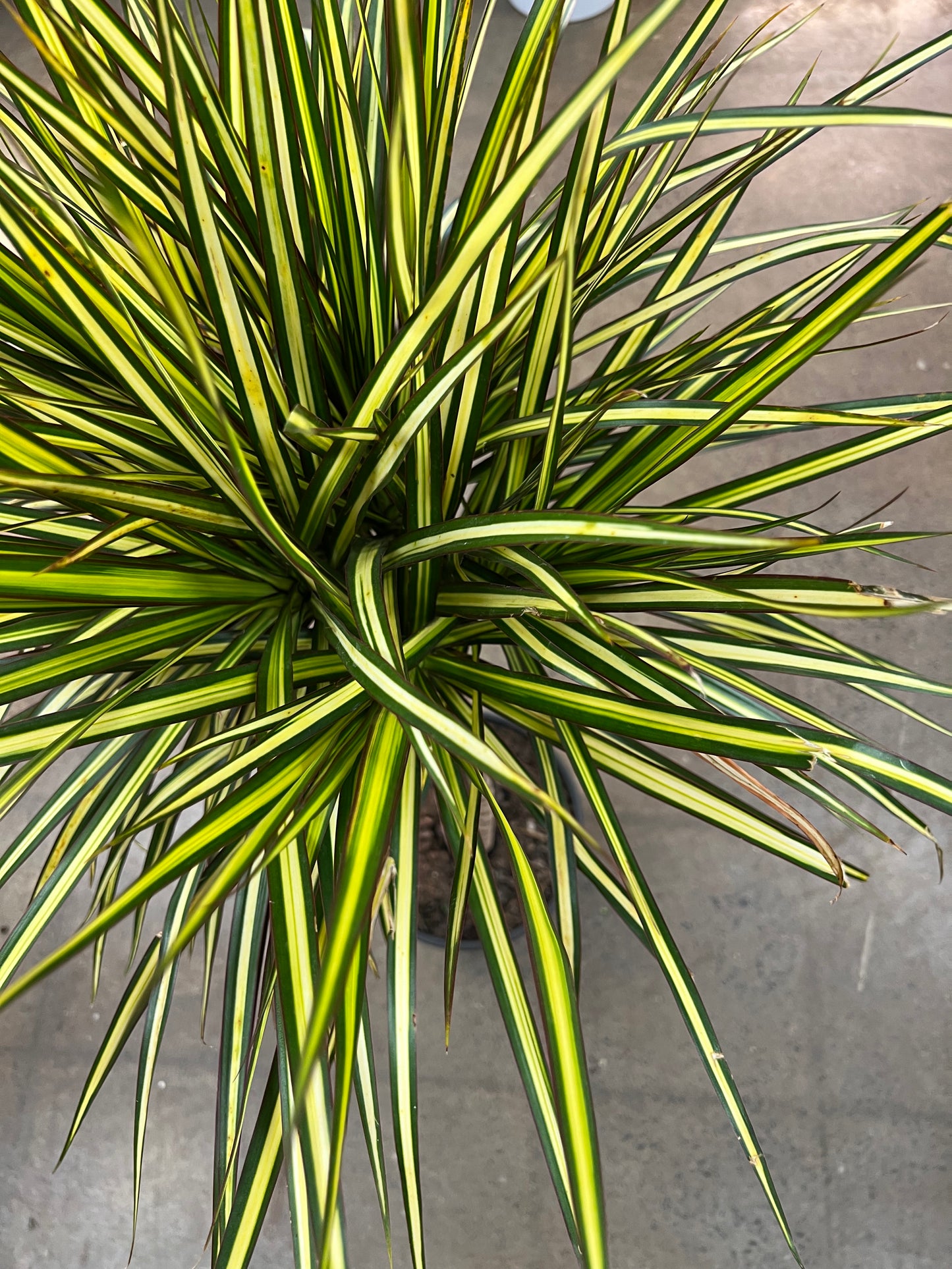 Dracaena Marginata Kiwi Tressé