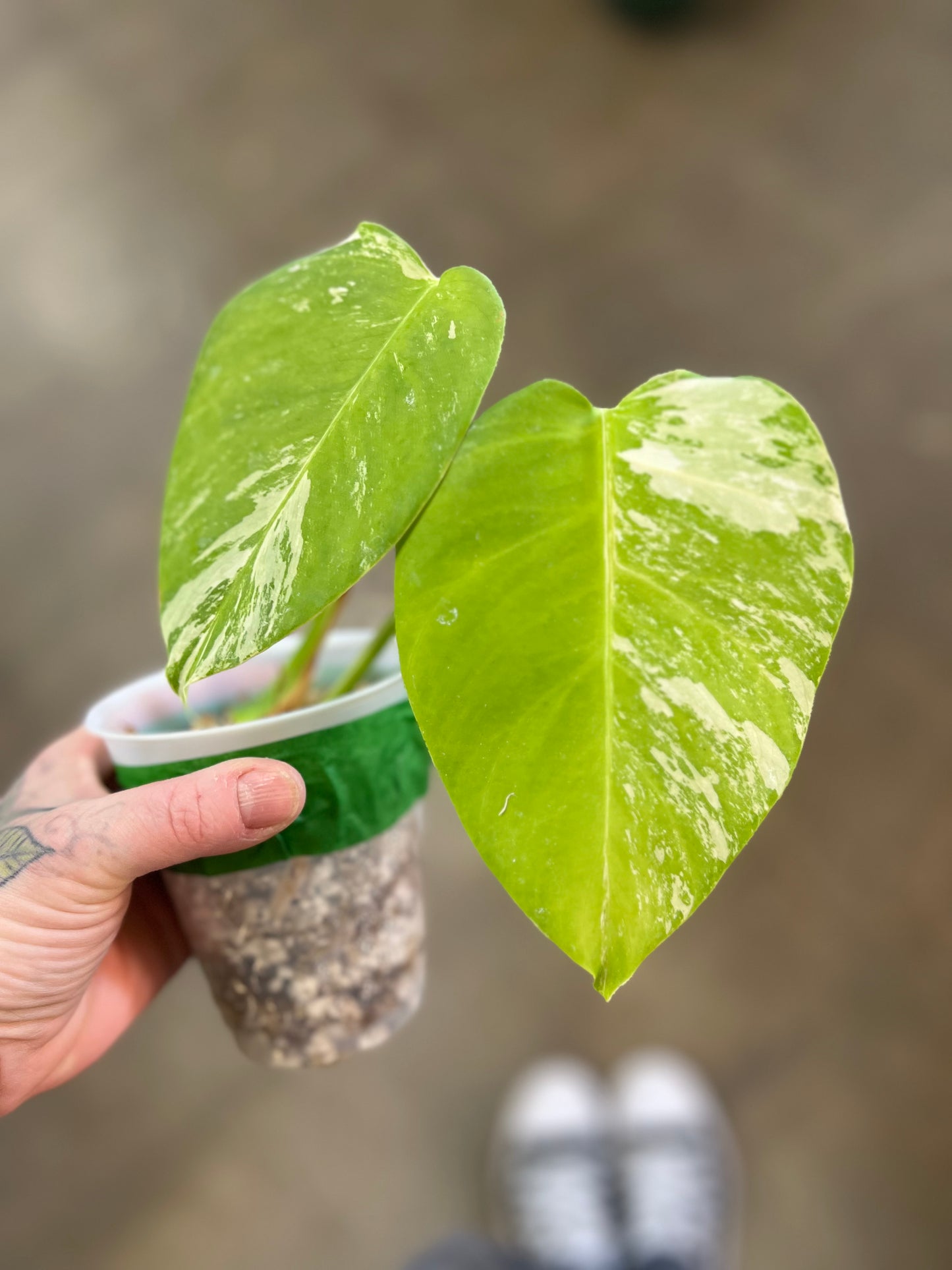Monstera Albo