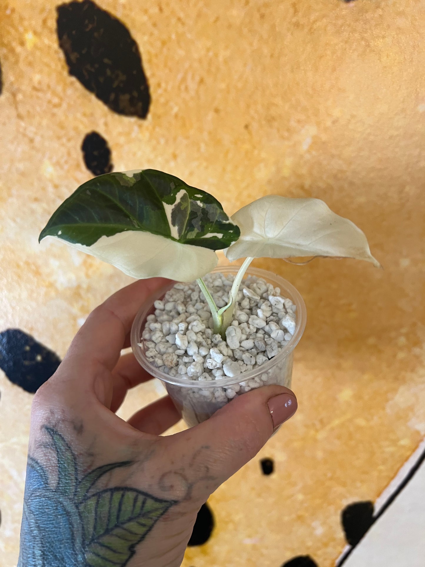 Alocasia Regal Shield Albo