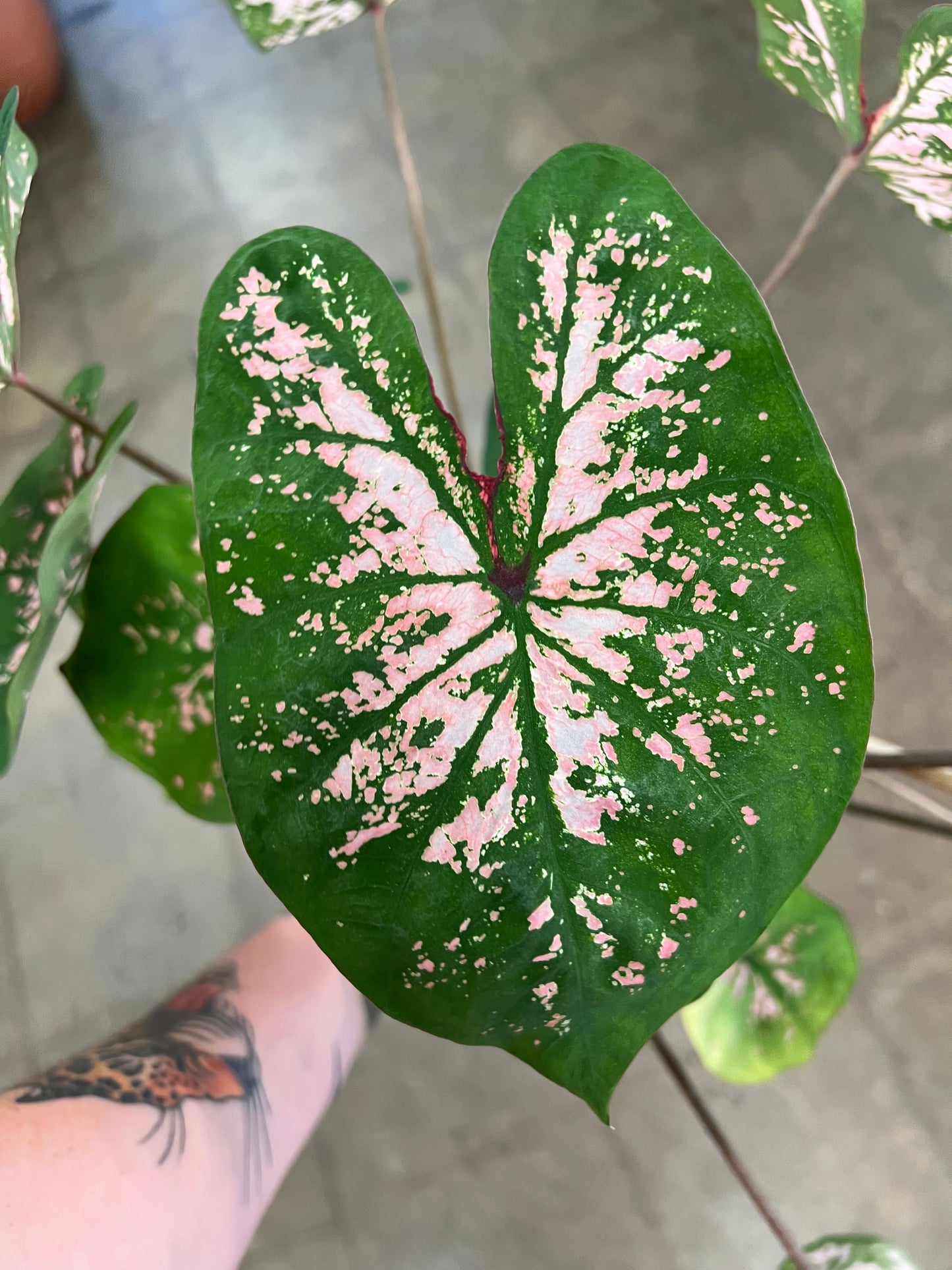 Caladium Hortulatum Asst.