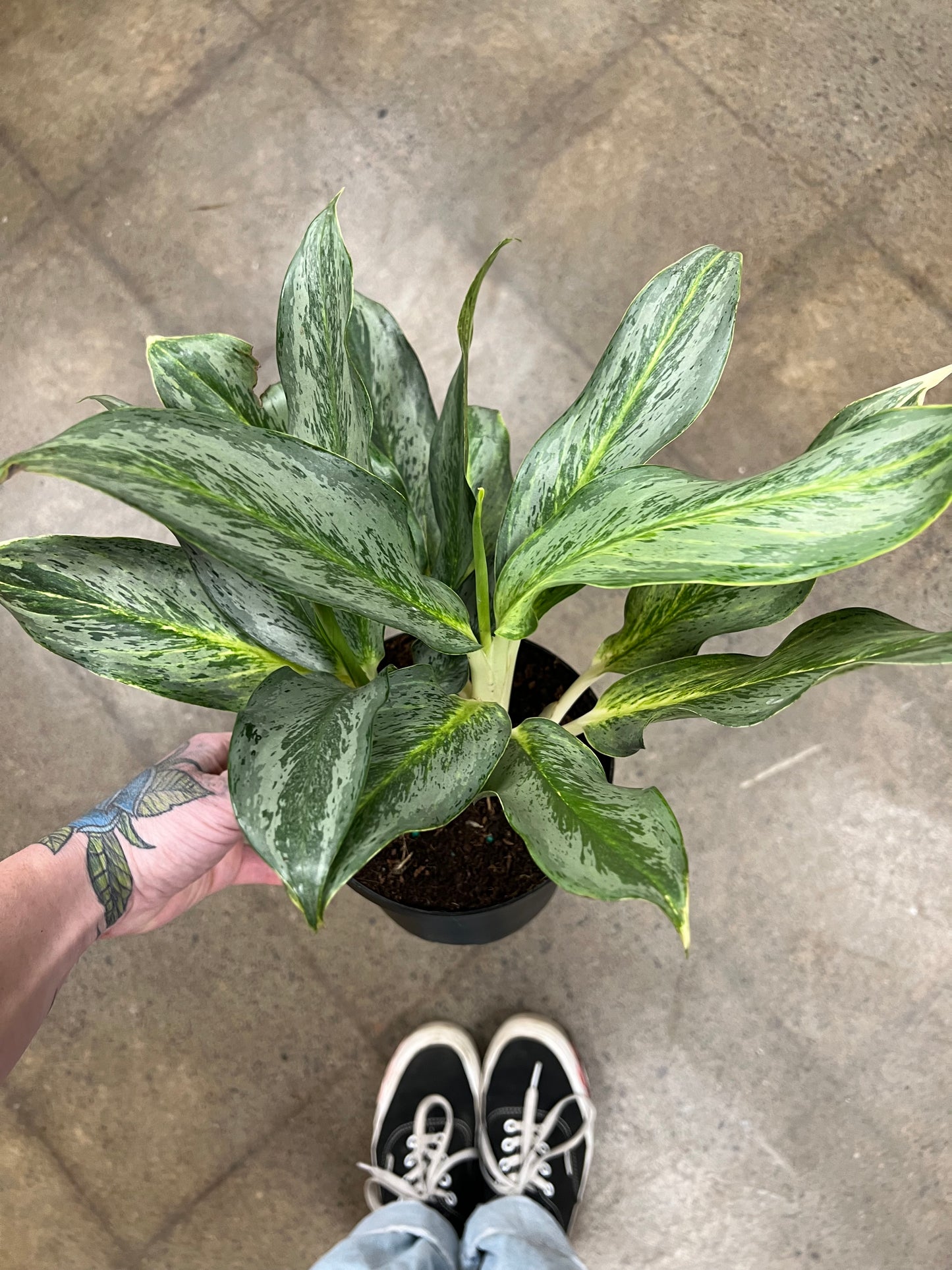 Aglaonema Koh Samuii
