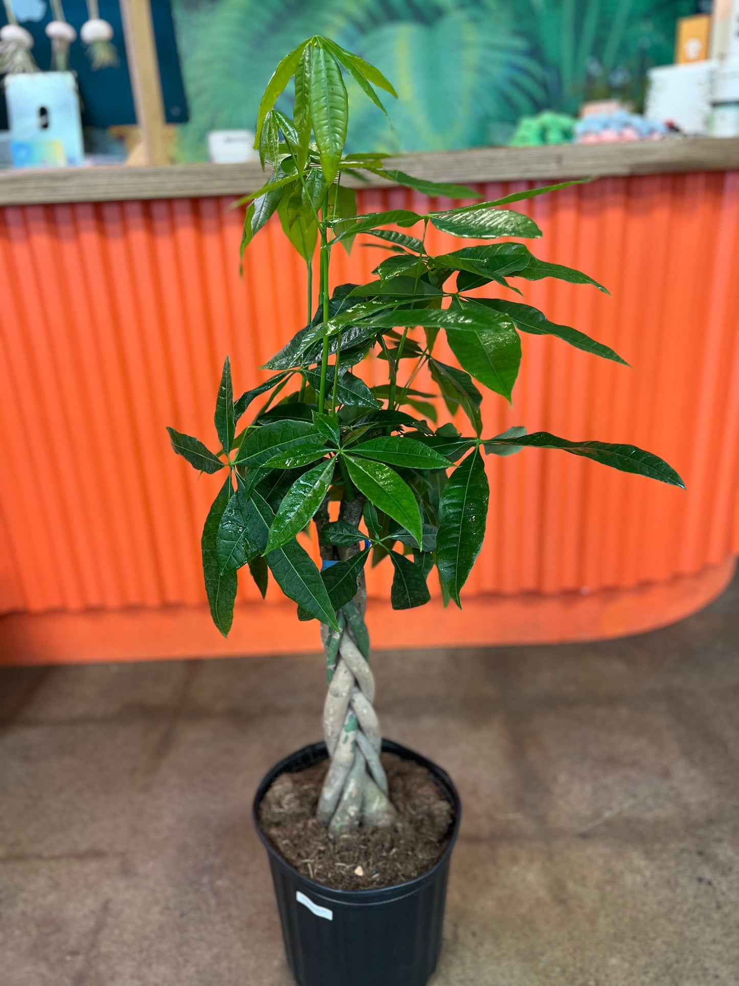 Pachira Money Tree Tressé