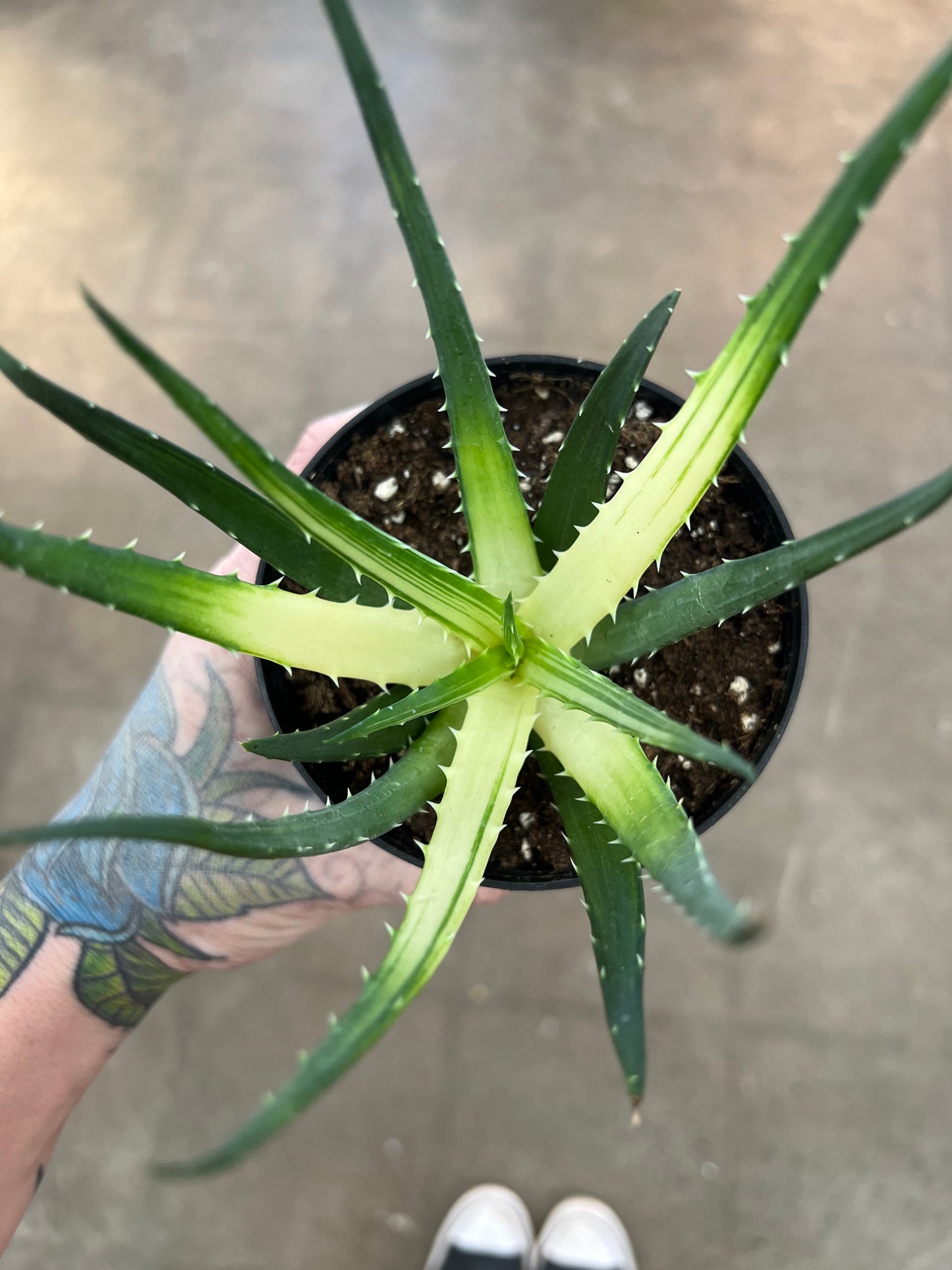 Aloe Solar Flare