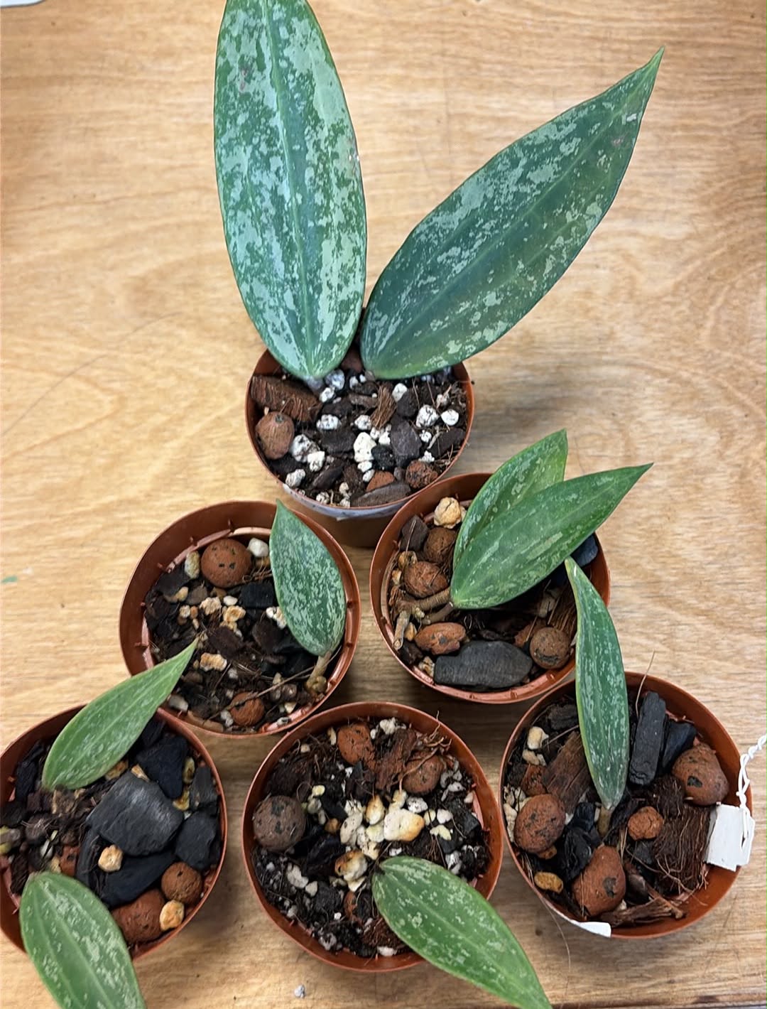 Hoya Rangsan