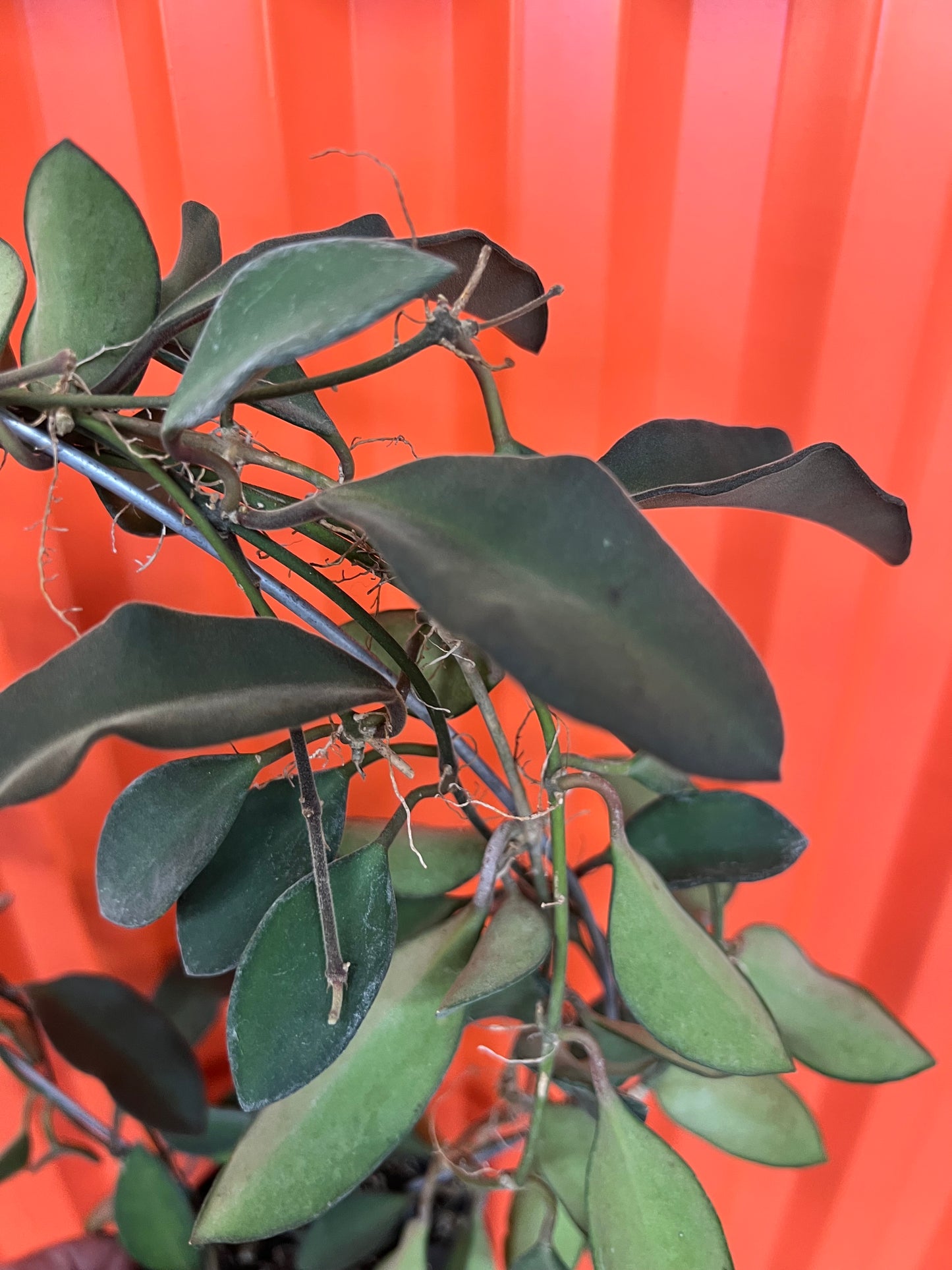Hoya SP. Burtoniae Phillippines
