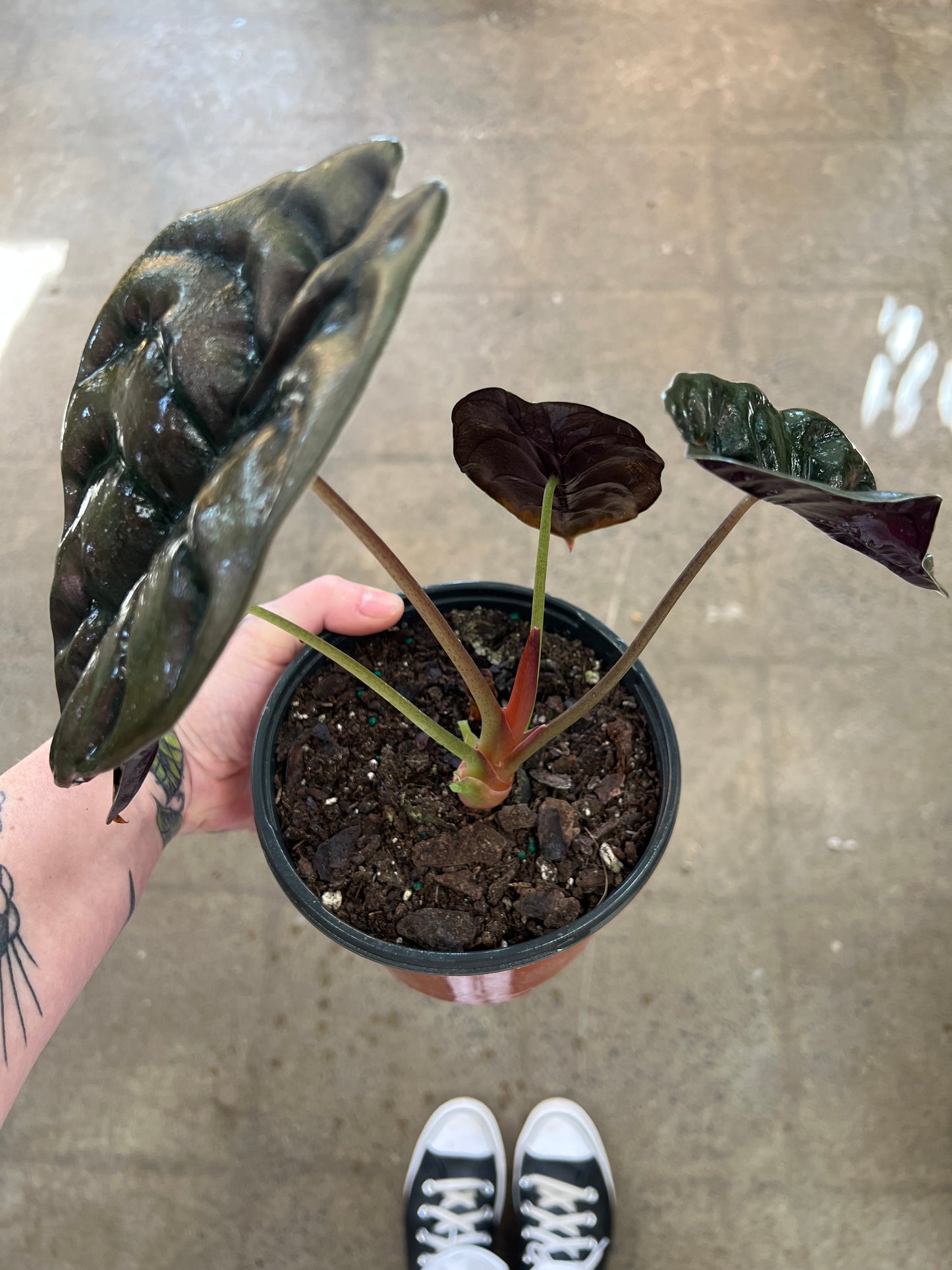 Alocasia Cuprea Red