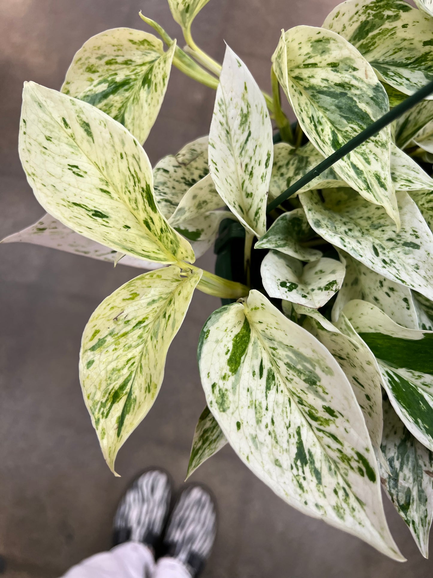 Pothos Snow Queen