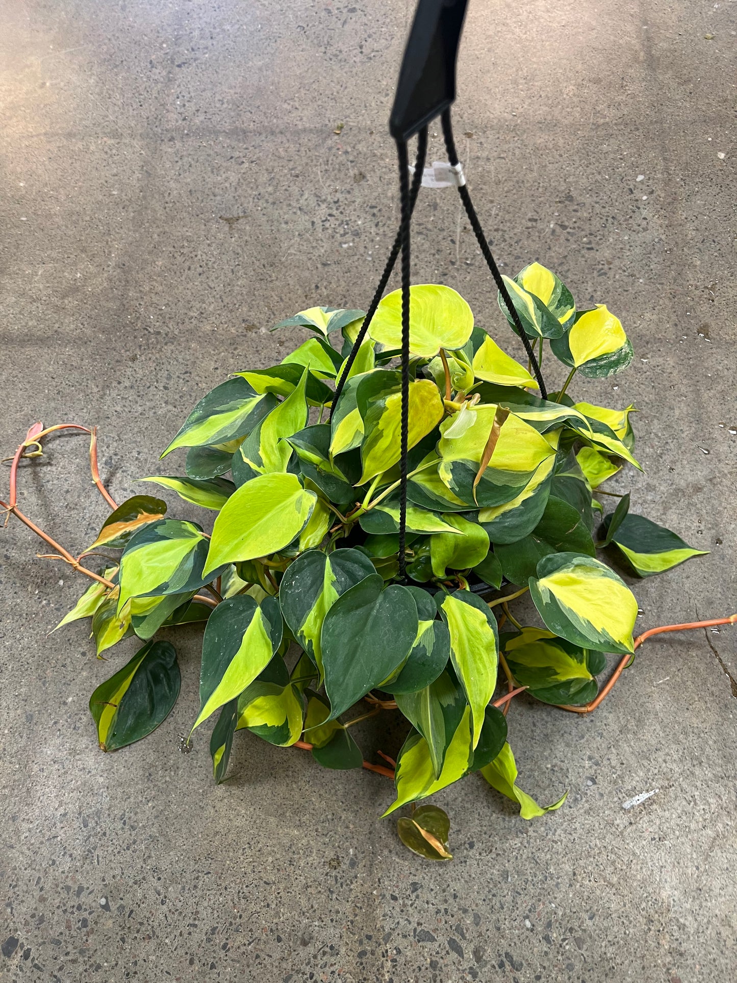 Philodendron Brazil