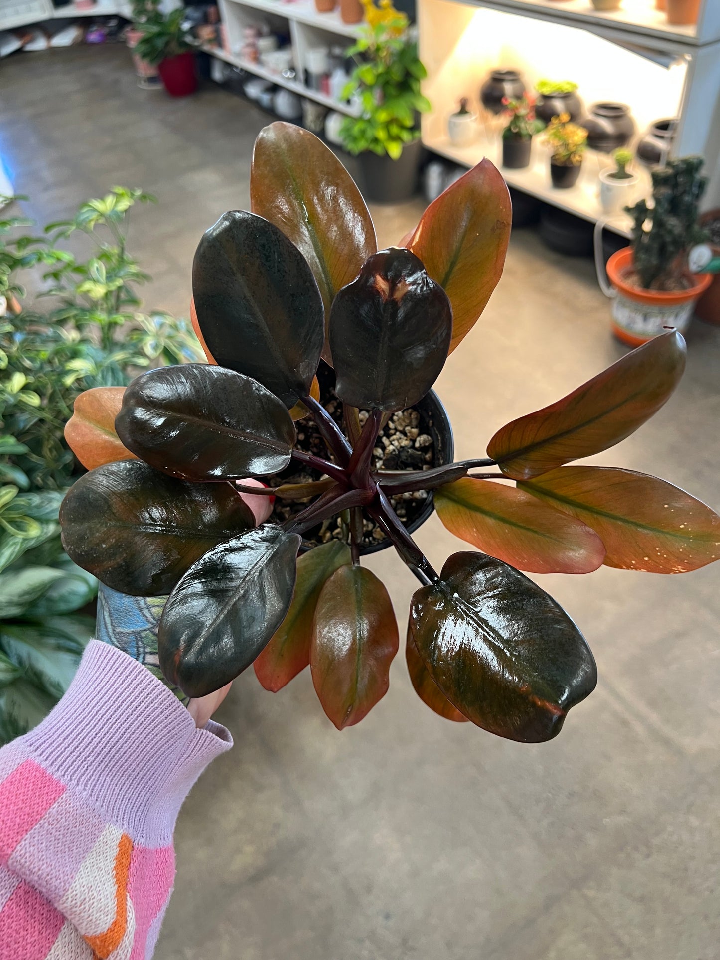 Philodendron Caramel Hybrid