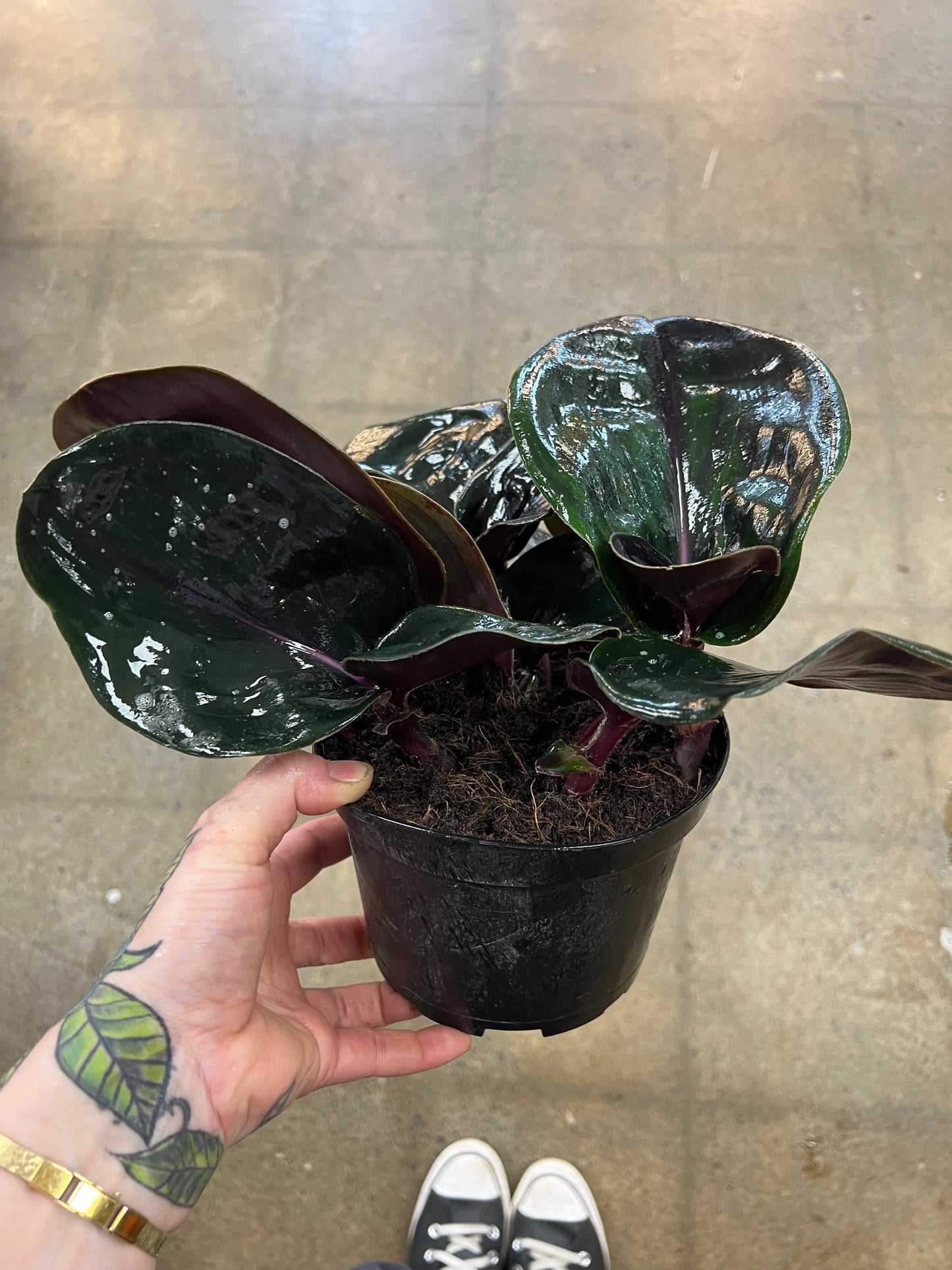 Geogenanthus Ciliatus