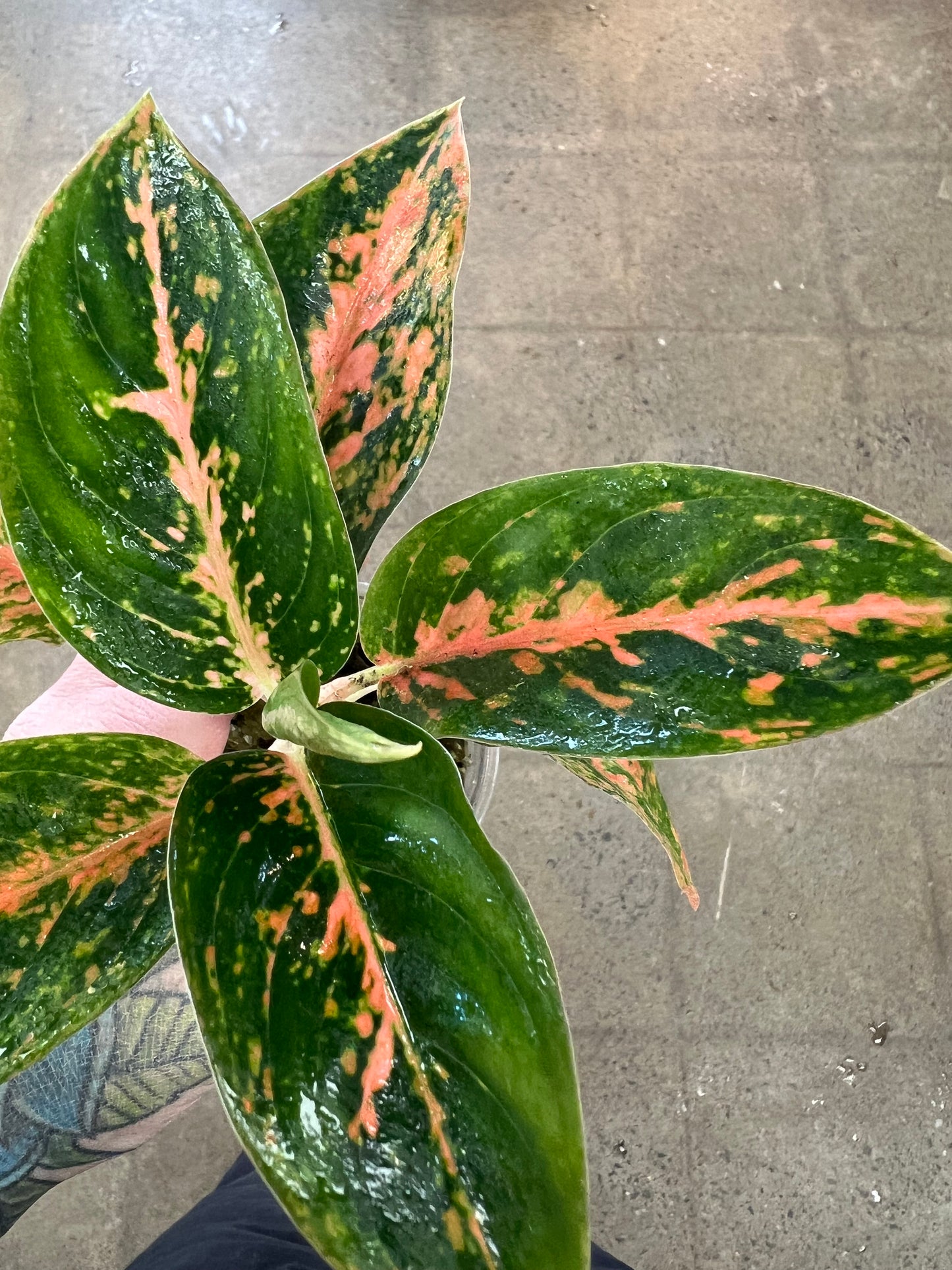 Aglaonema Orange Stardust