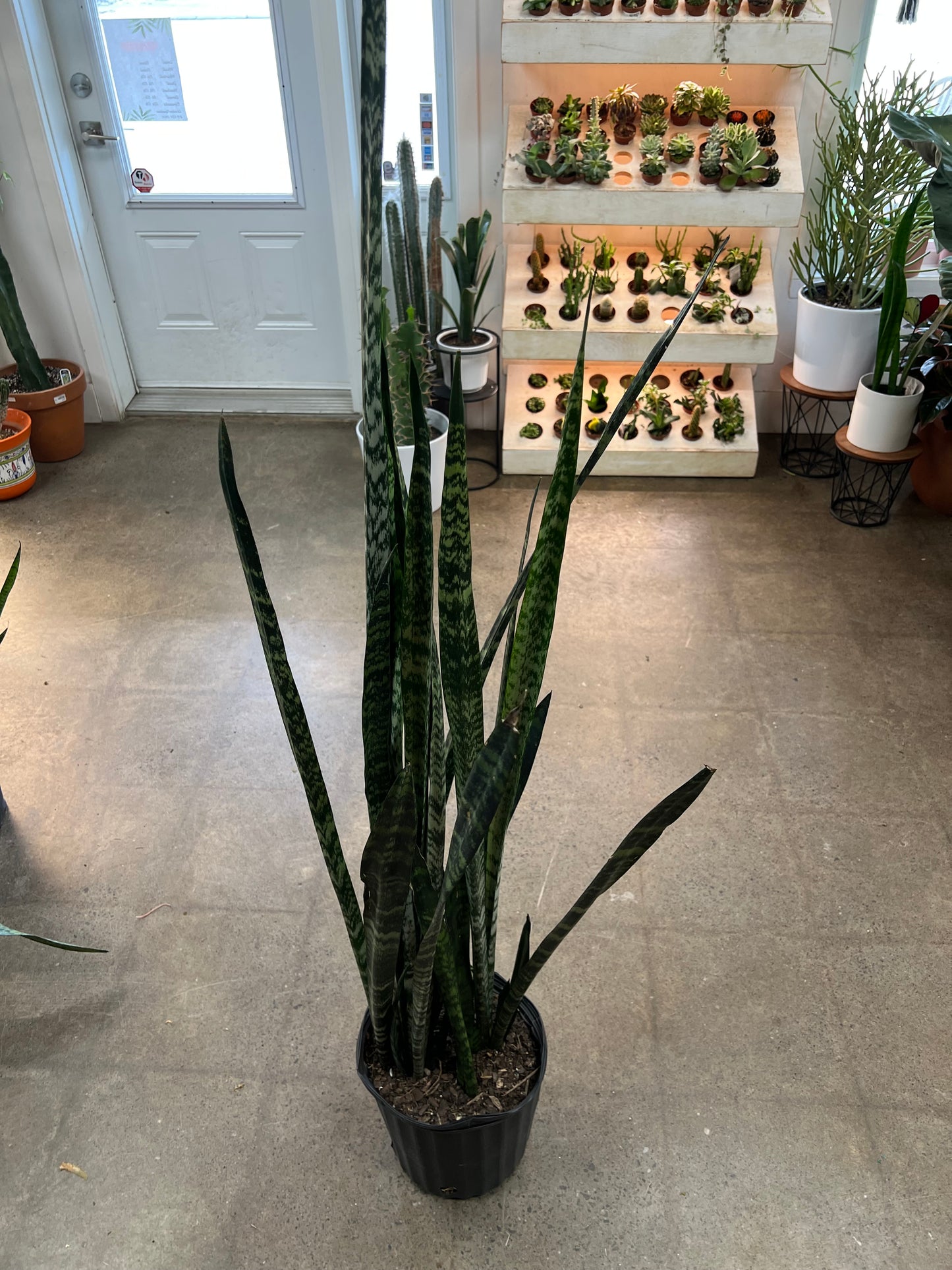 Sansevière Wintergreen