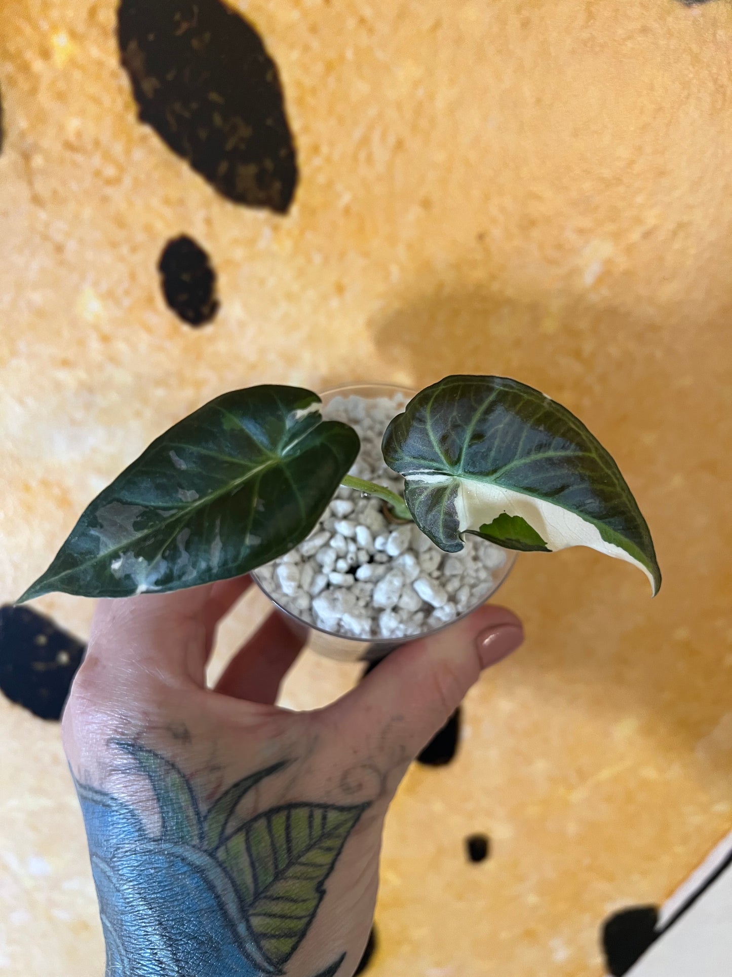 Alocasia Regal Shield Albo