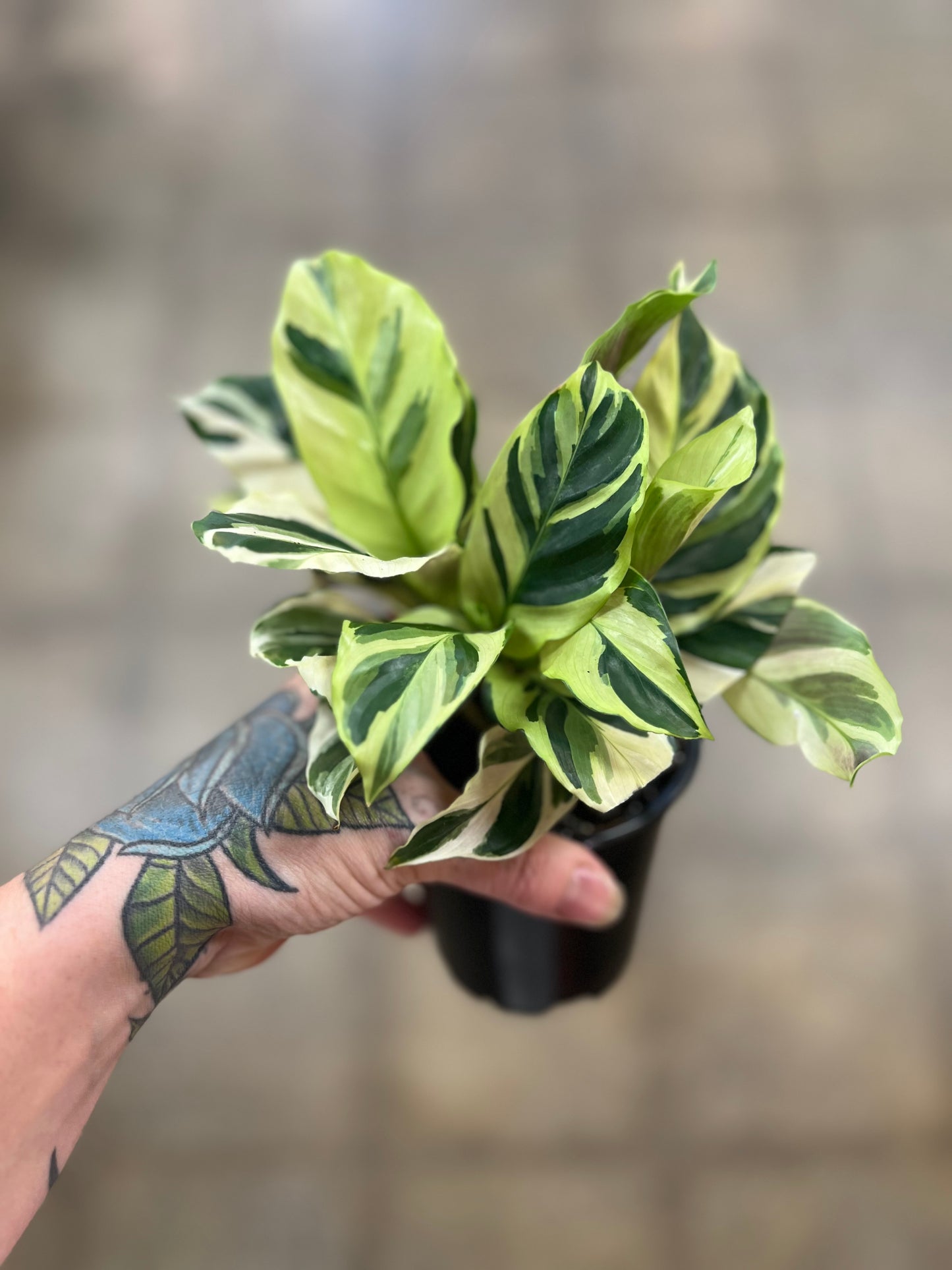 Calathea Yellow Fusion