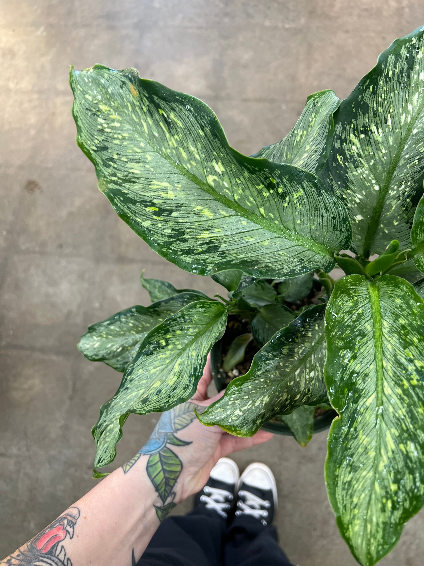 Diffenbachia Tiki
