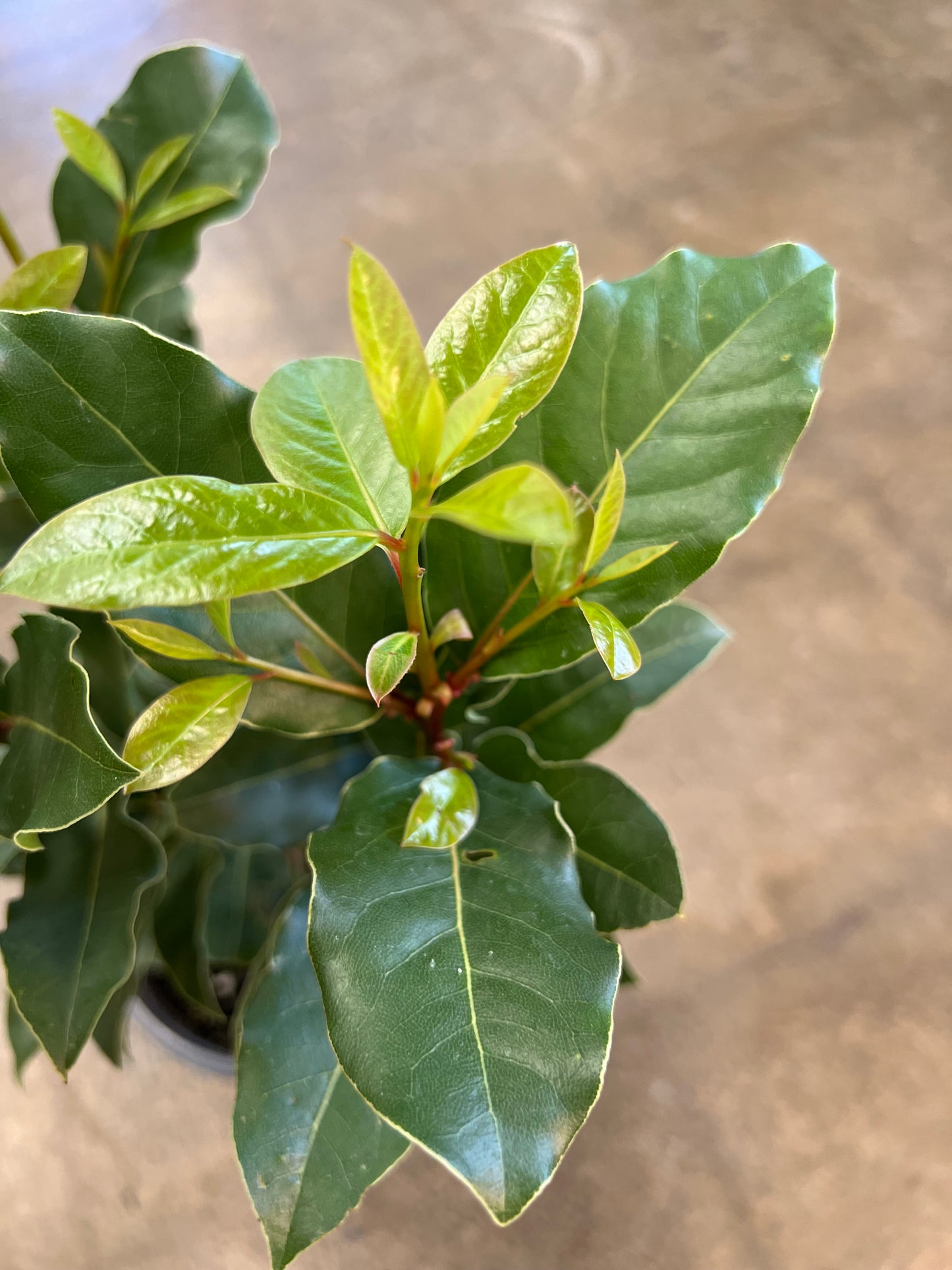 Laurel