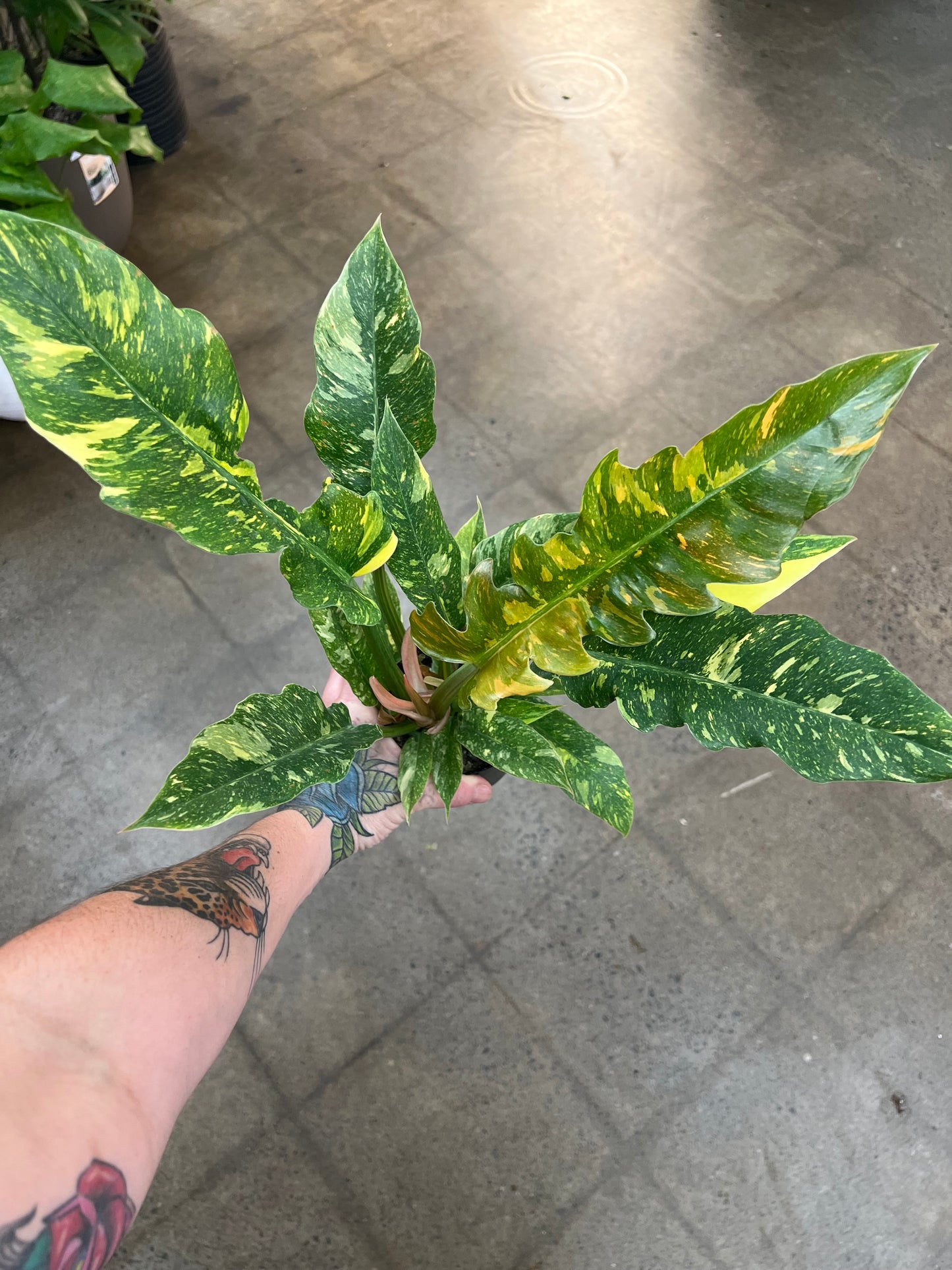 Philodendron ring of fire