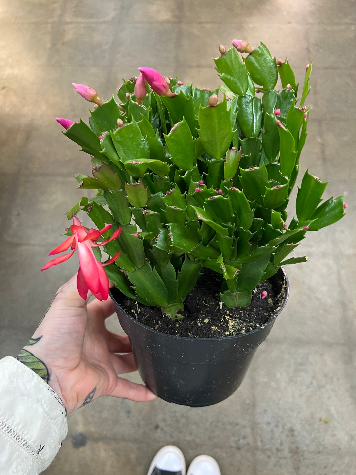Christmas Cactus
