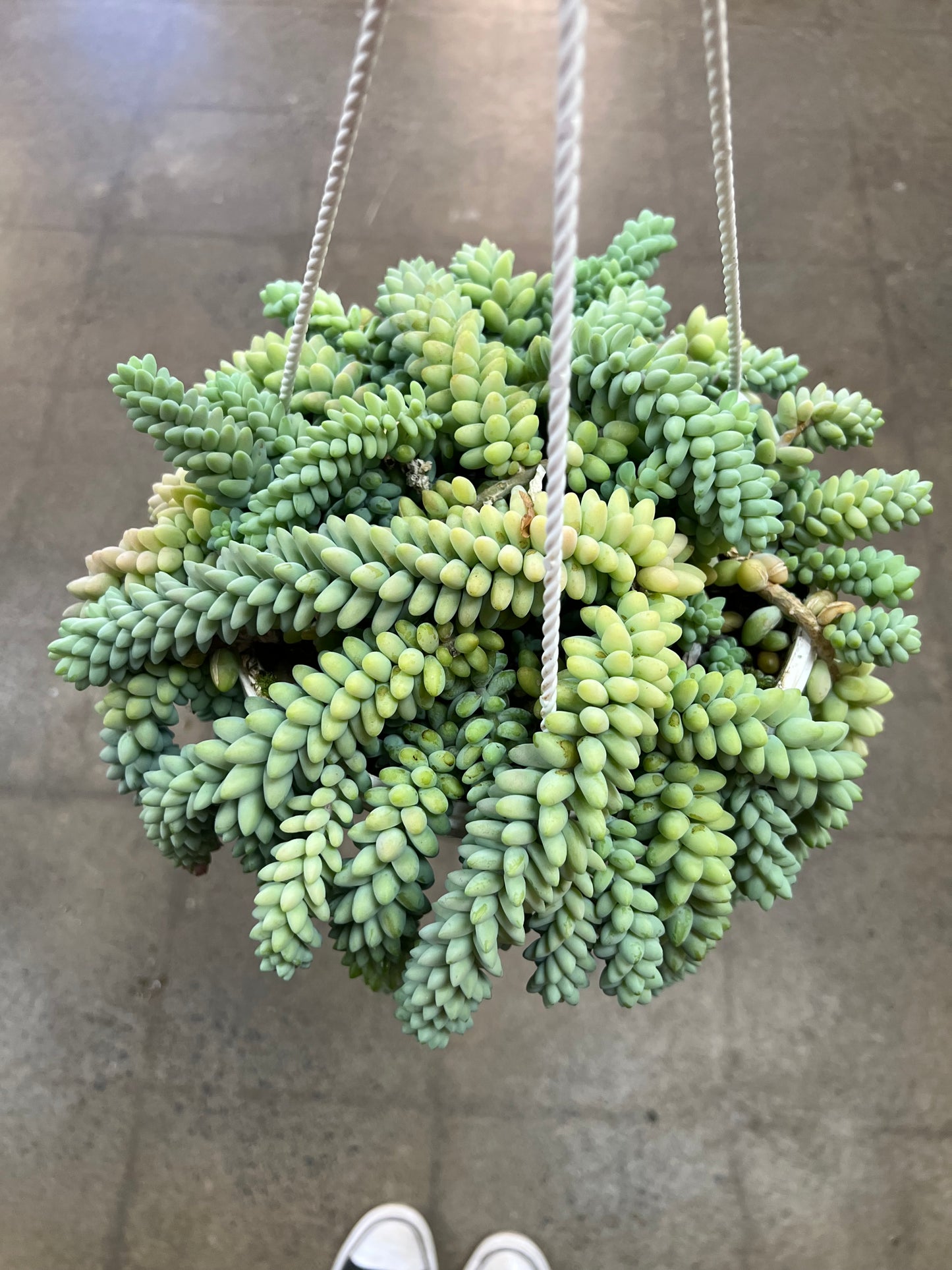 Sedum Burrito