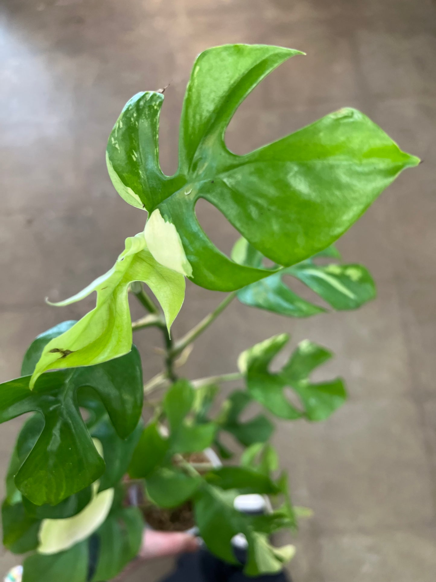 Rhaphidophora Tetrasperma Panaché