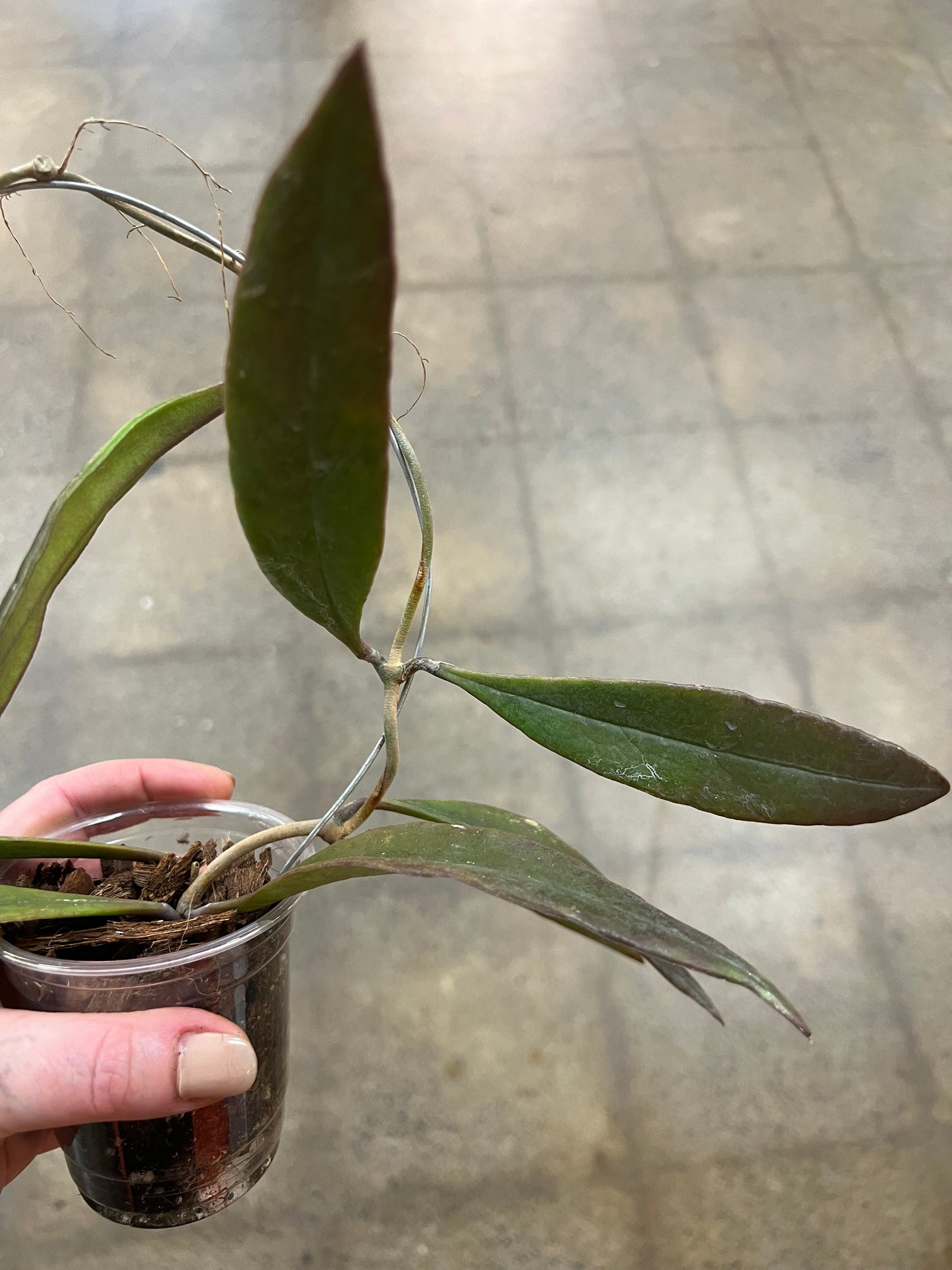 Hoya Sulawesiana