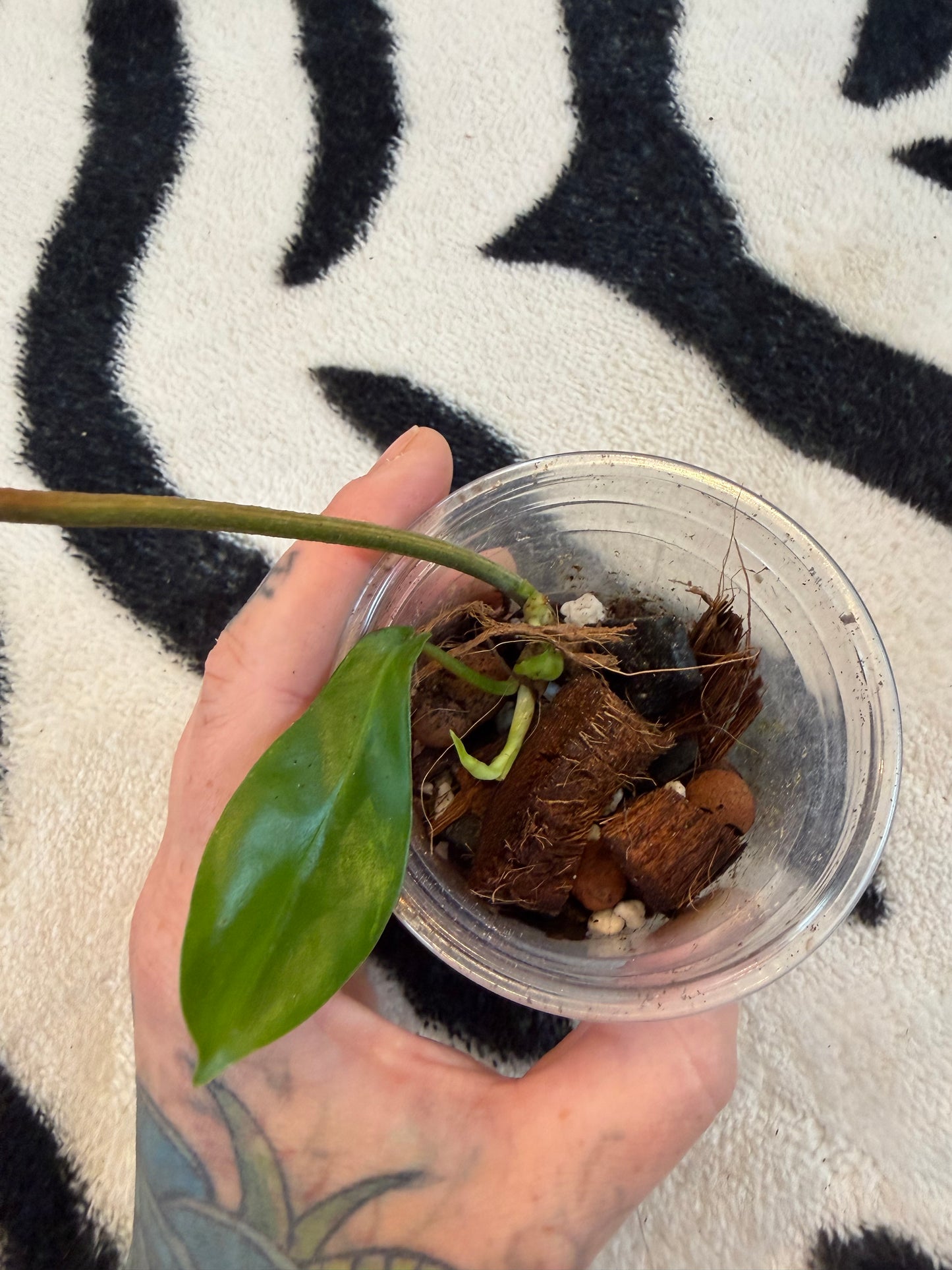 Philodendron Florida Beauty Variegated Small #3