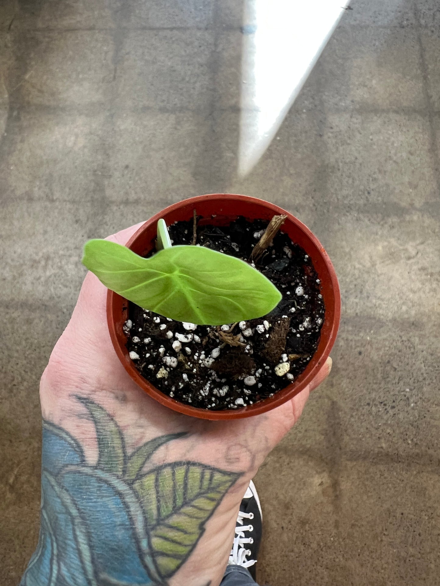 Alocasia Golden Bone