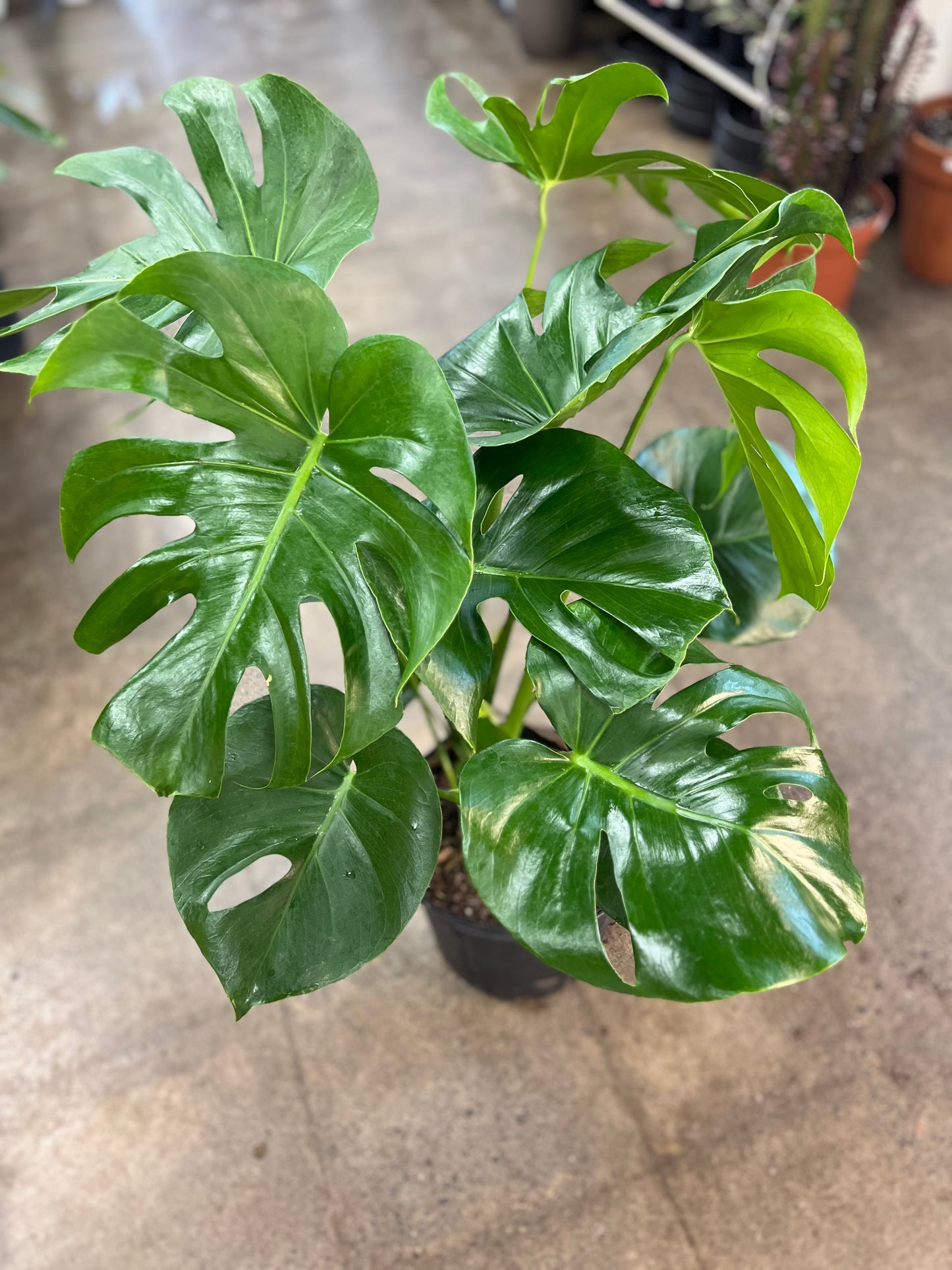 Monstera Deliciosa