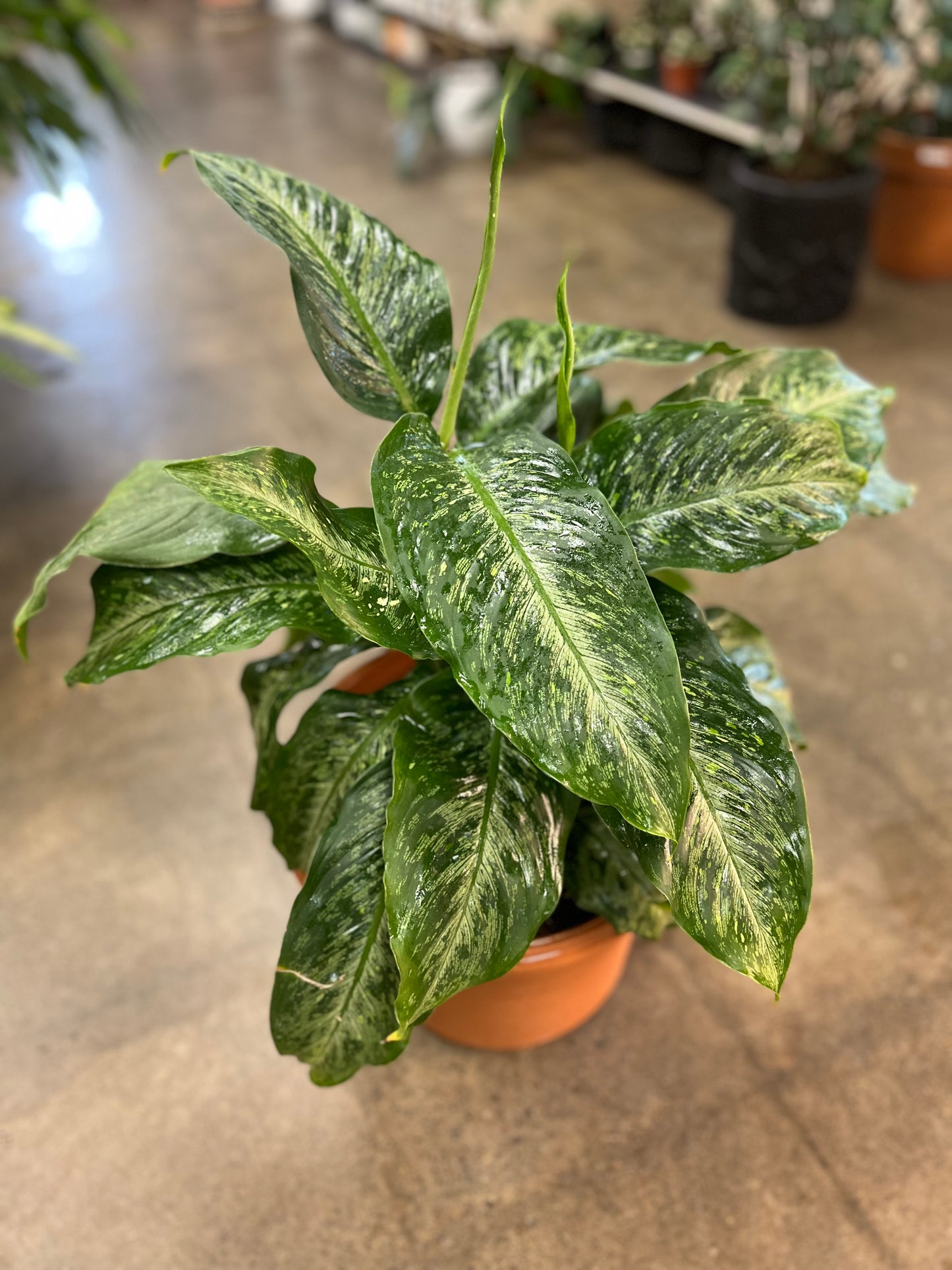 Diffenbachia Tropic Snow