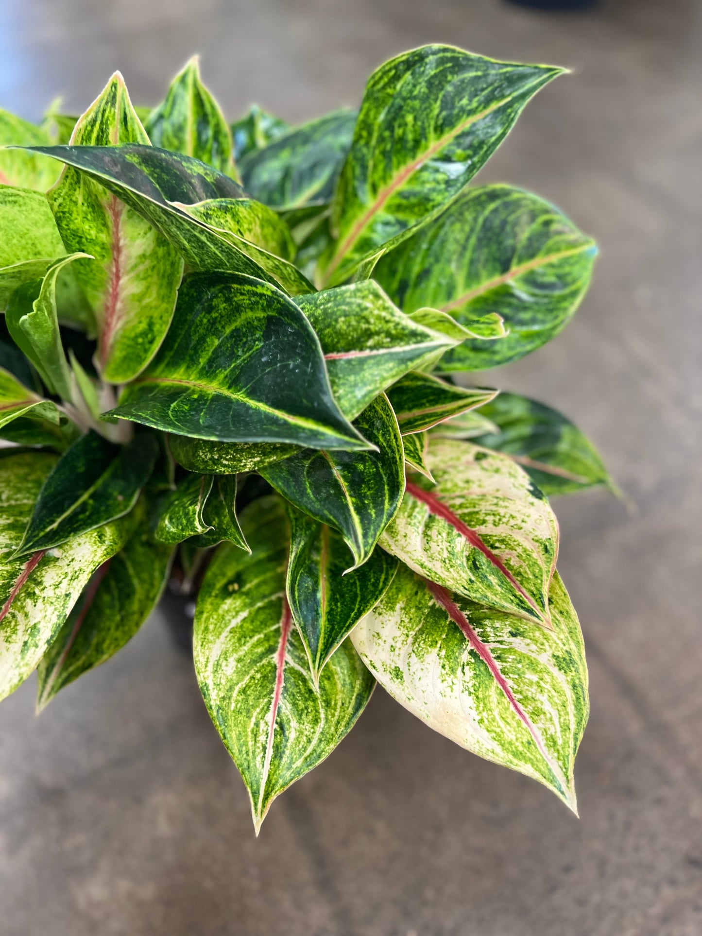 Aglaonema Green Papaya