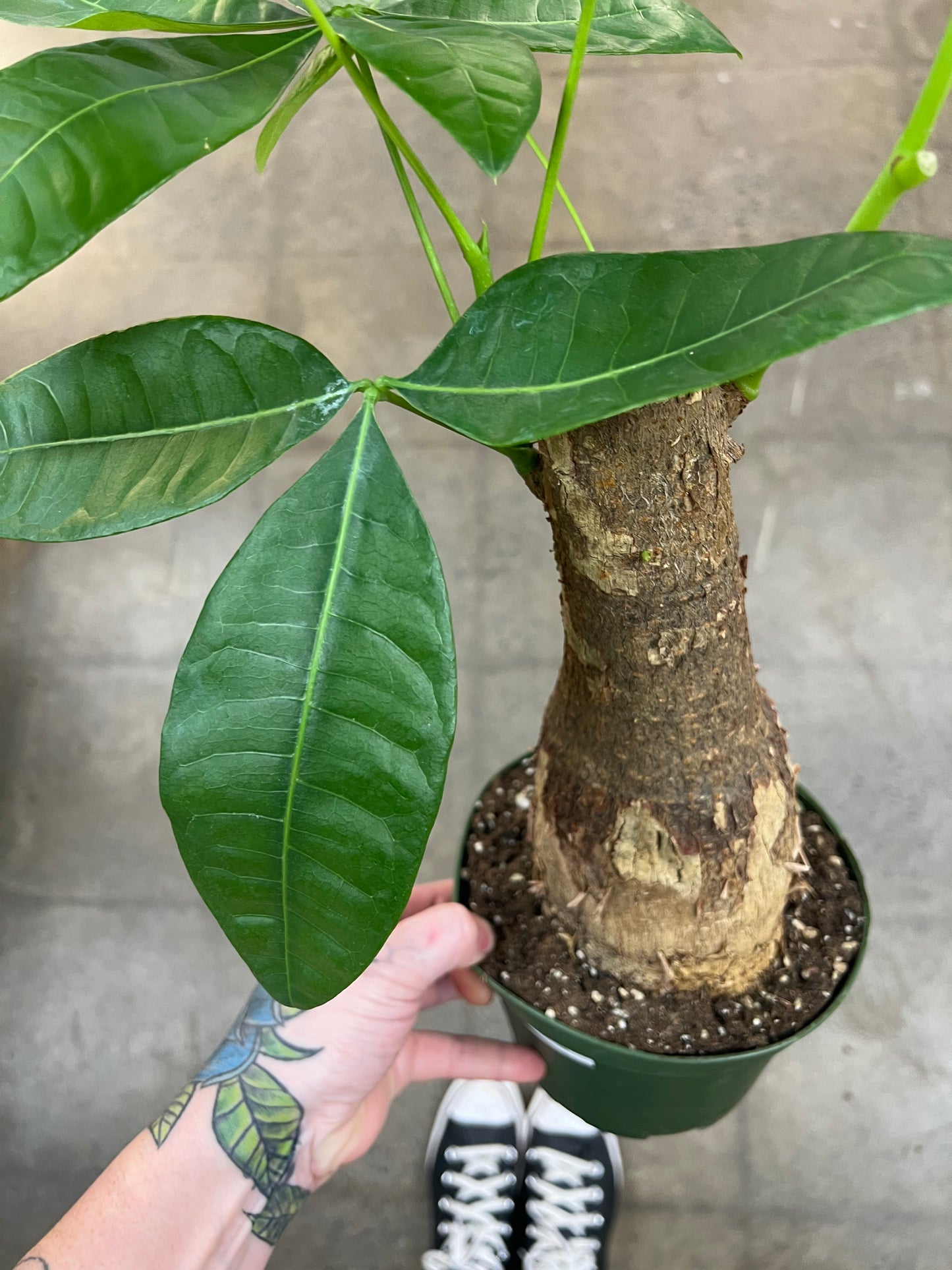 Pachira Aquatica Money tree Stump