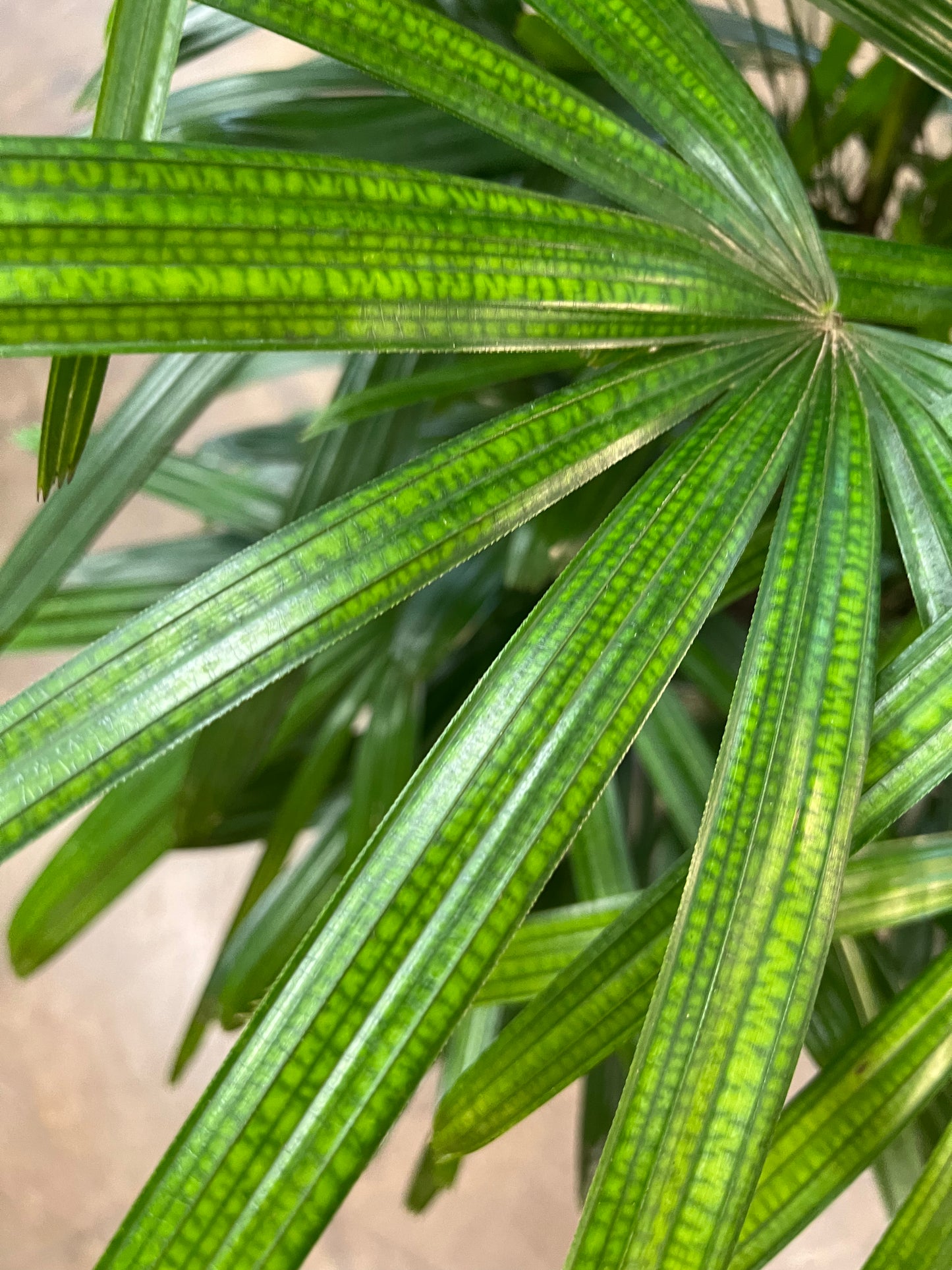Palmier Rhapis Excelsa