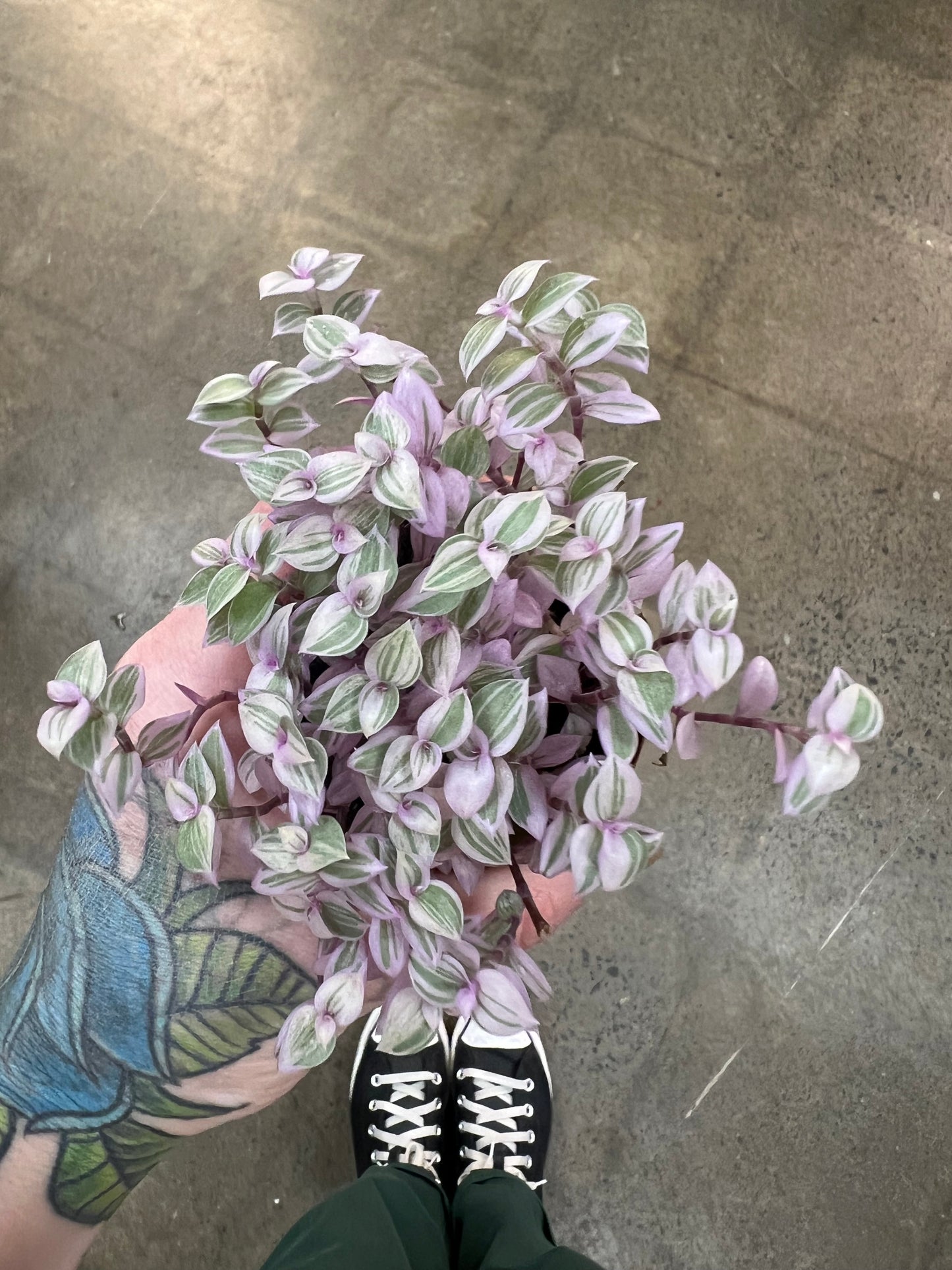Callisia Pink Lady