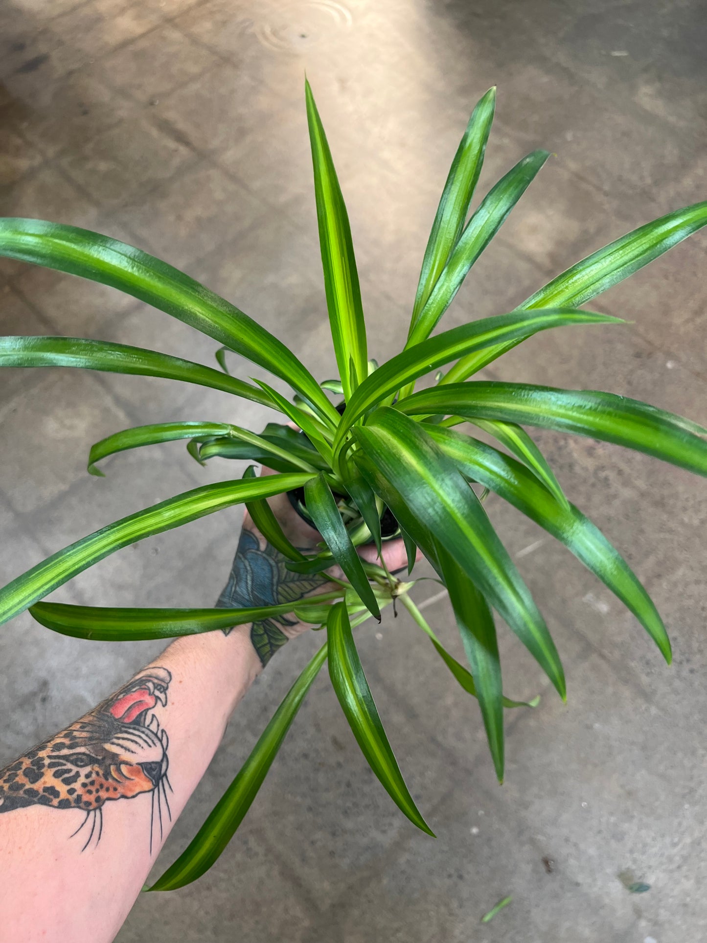 Chlorophytum Asst.
