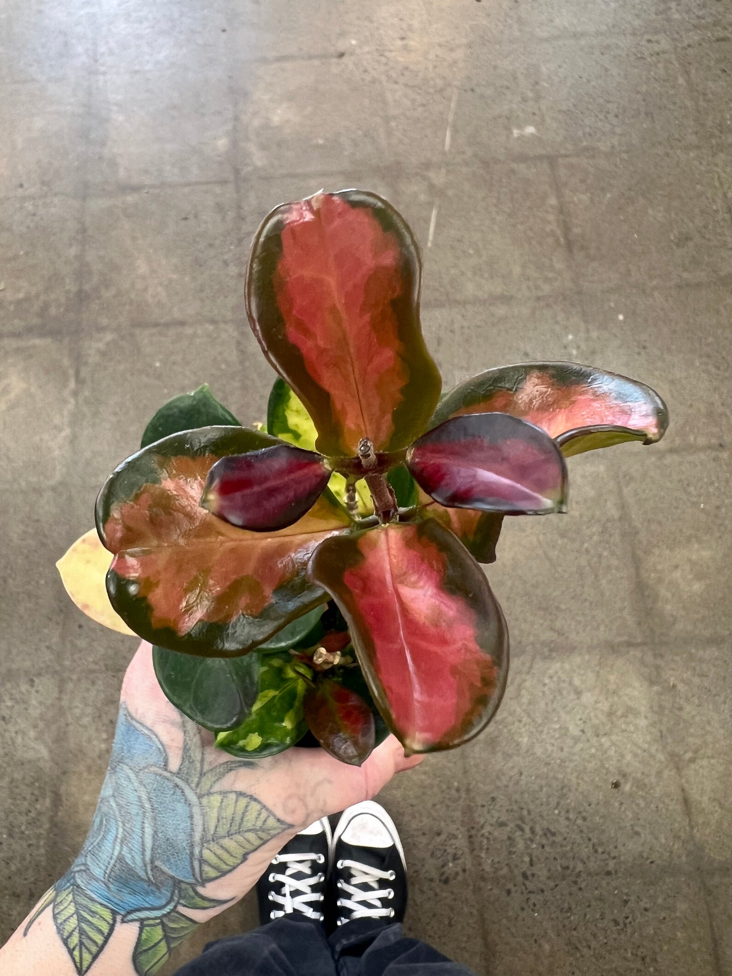 Hoya Australis Lisa Tricolor