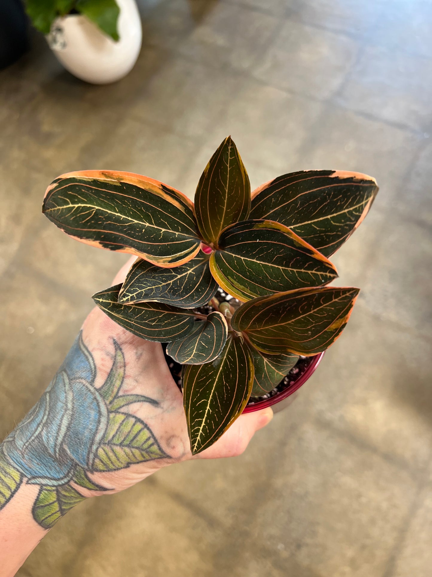 Jewel Orchid / Ludisia discolor