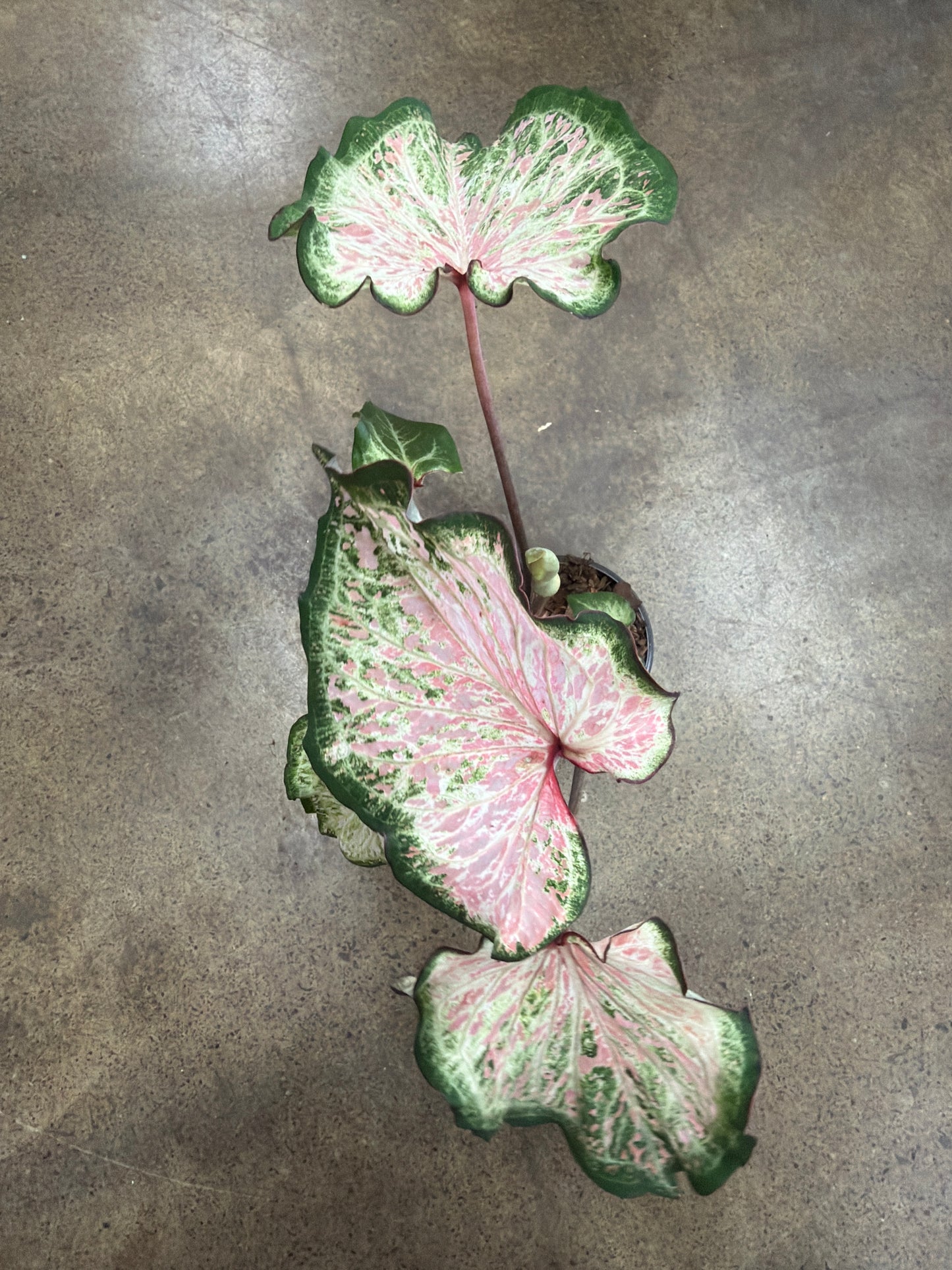 Caladium Dots Delight