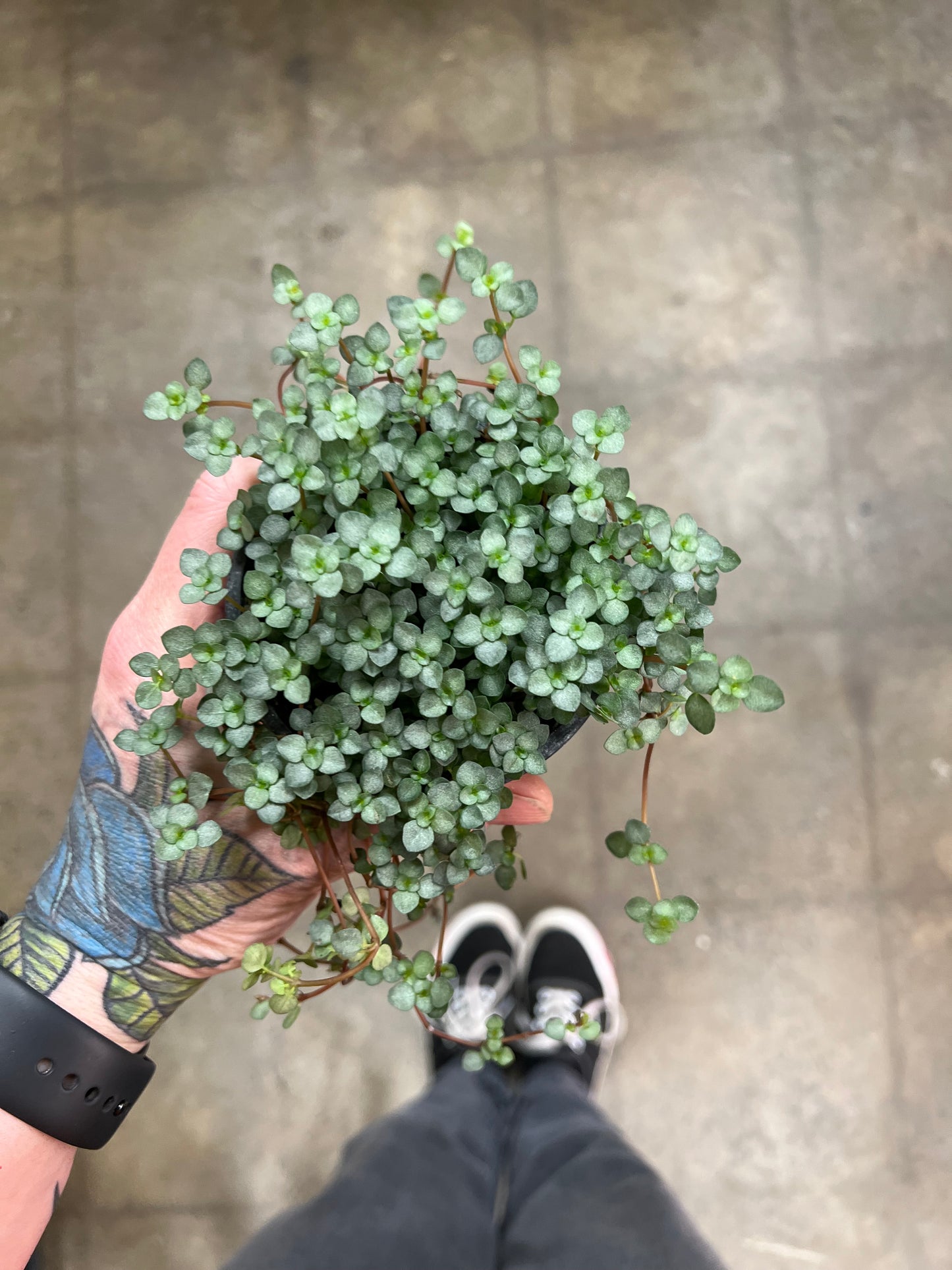 Pilea Glauca Aquamarine