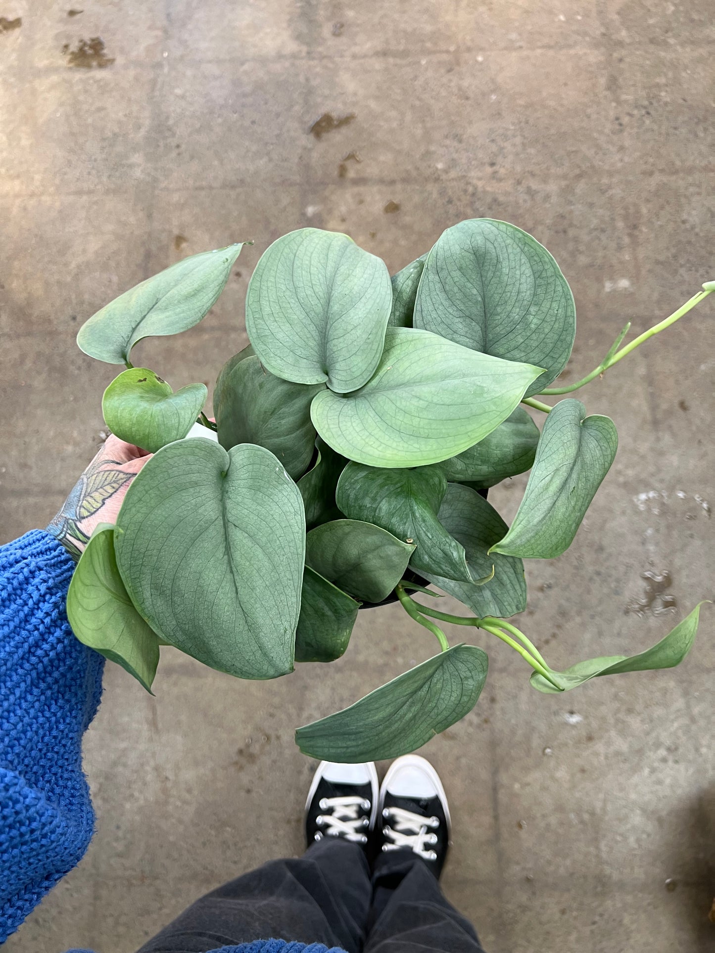 Scindapsus Java Platinum