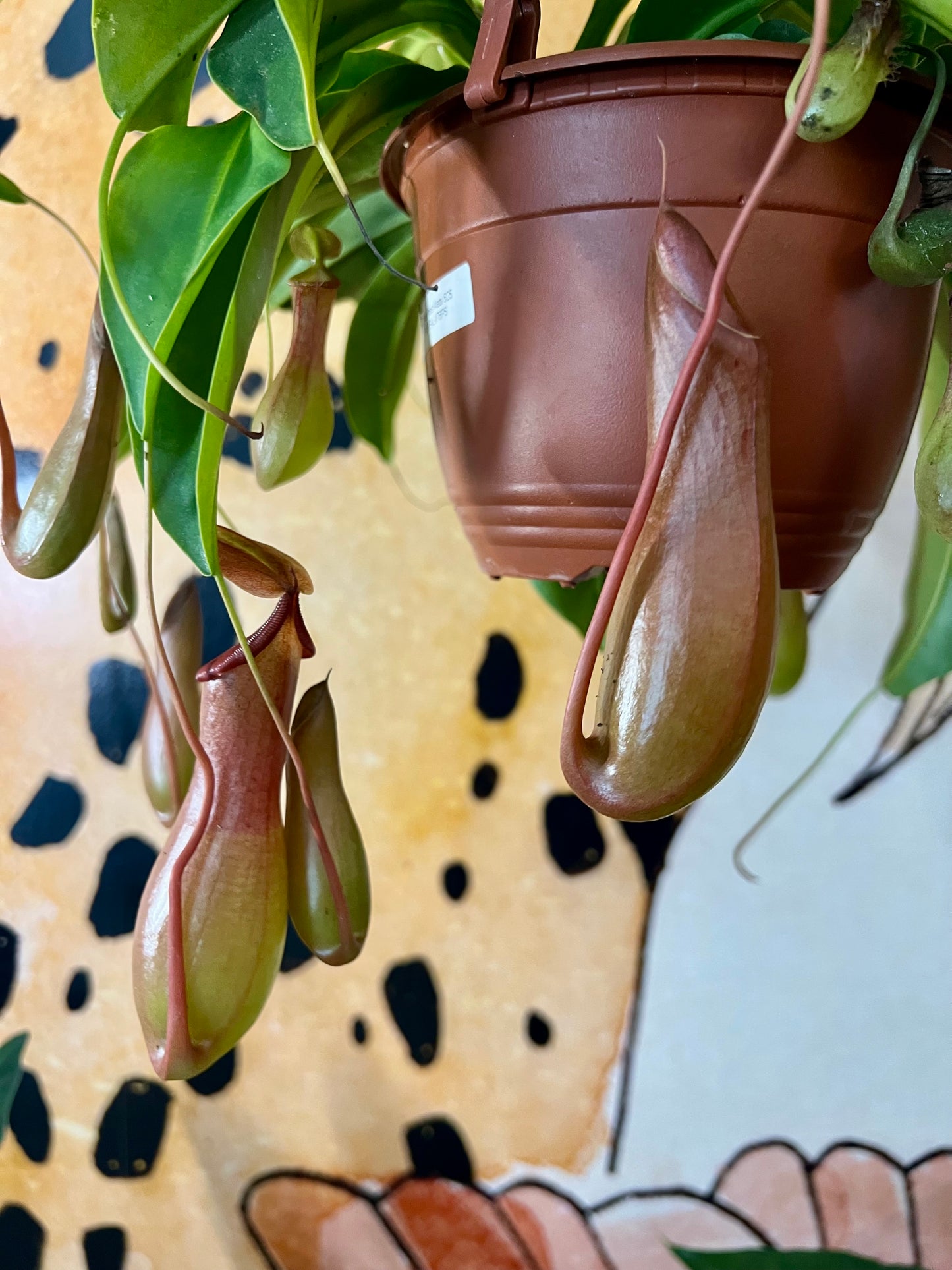 Nepenthes Alata