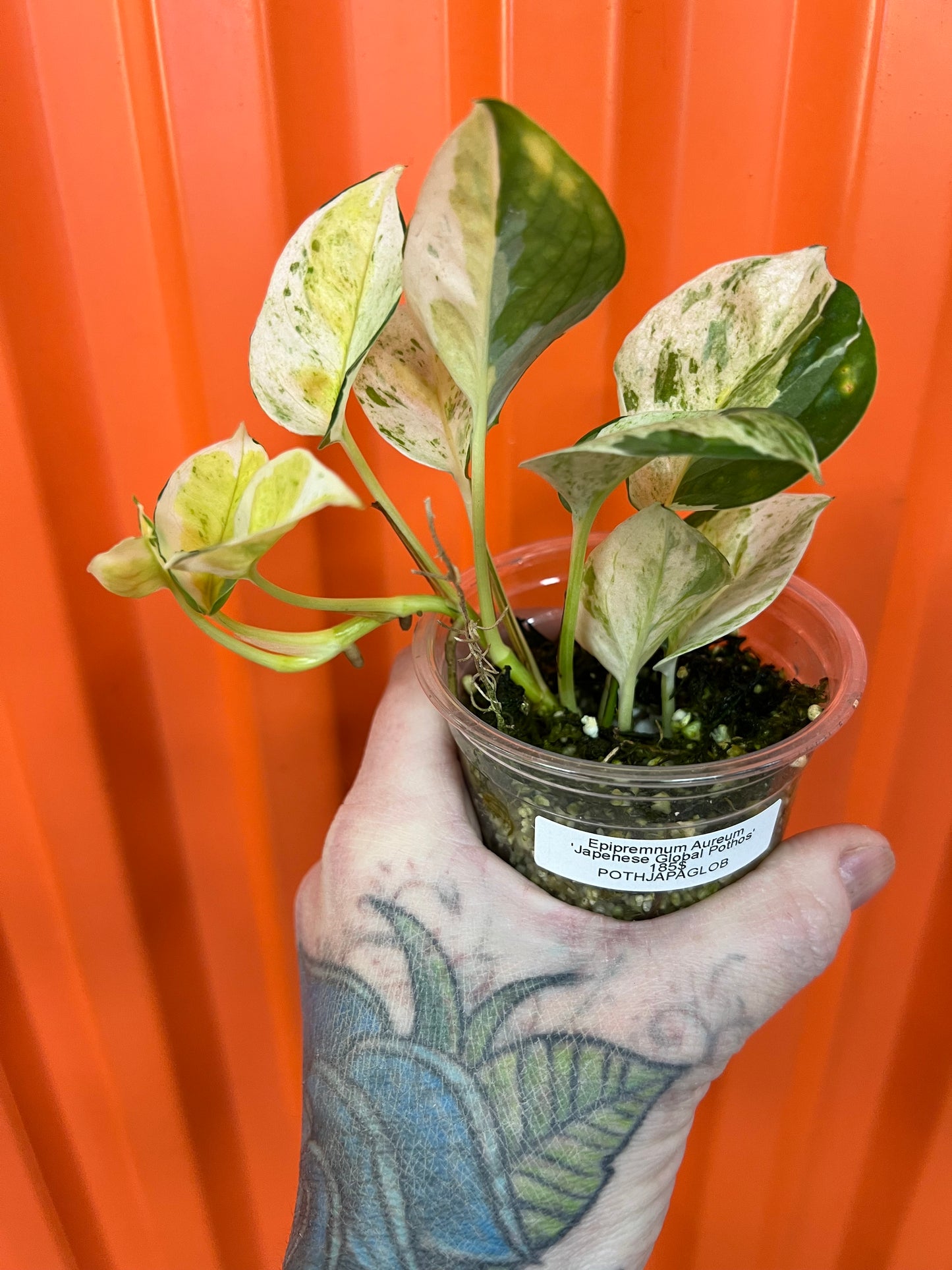 Epipremnum Aureum 'Japenese Global Pothos'