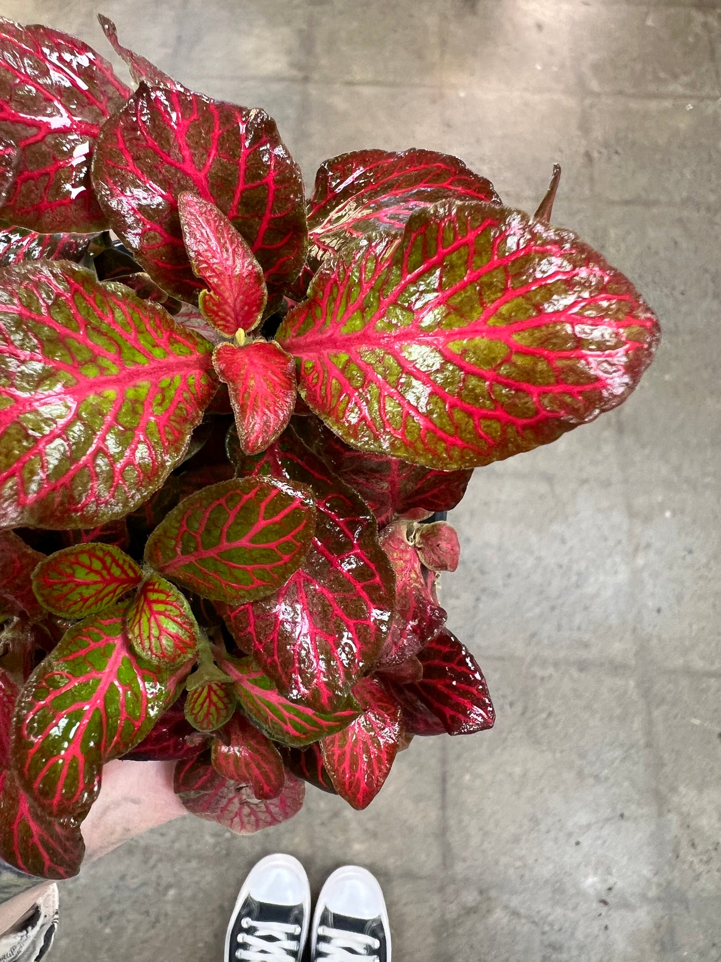 Fittonia Firetail