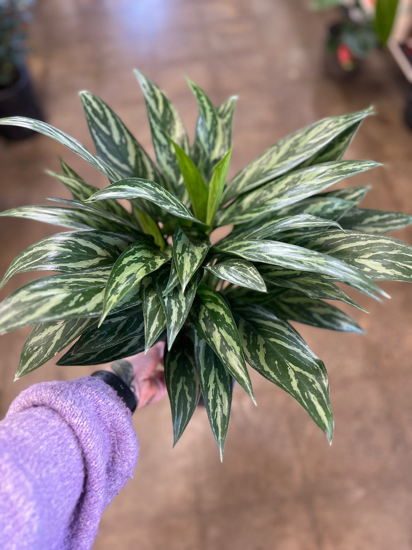 Aglaonema Tigress